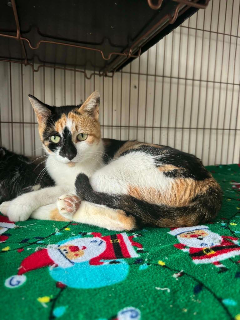 Poppy, Adoptable, Young Female Calico.
