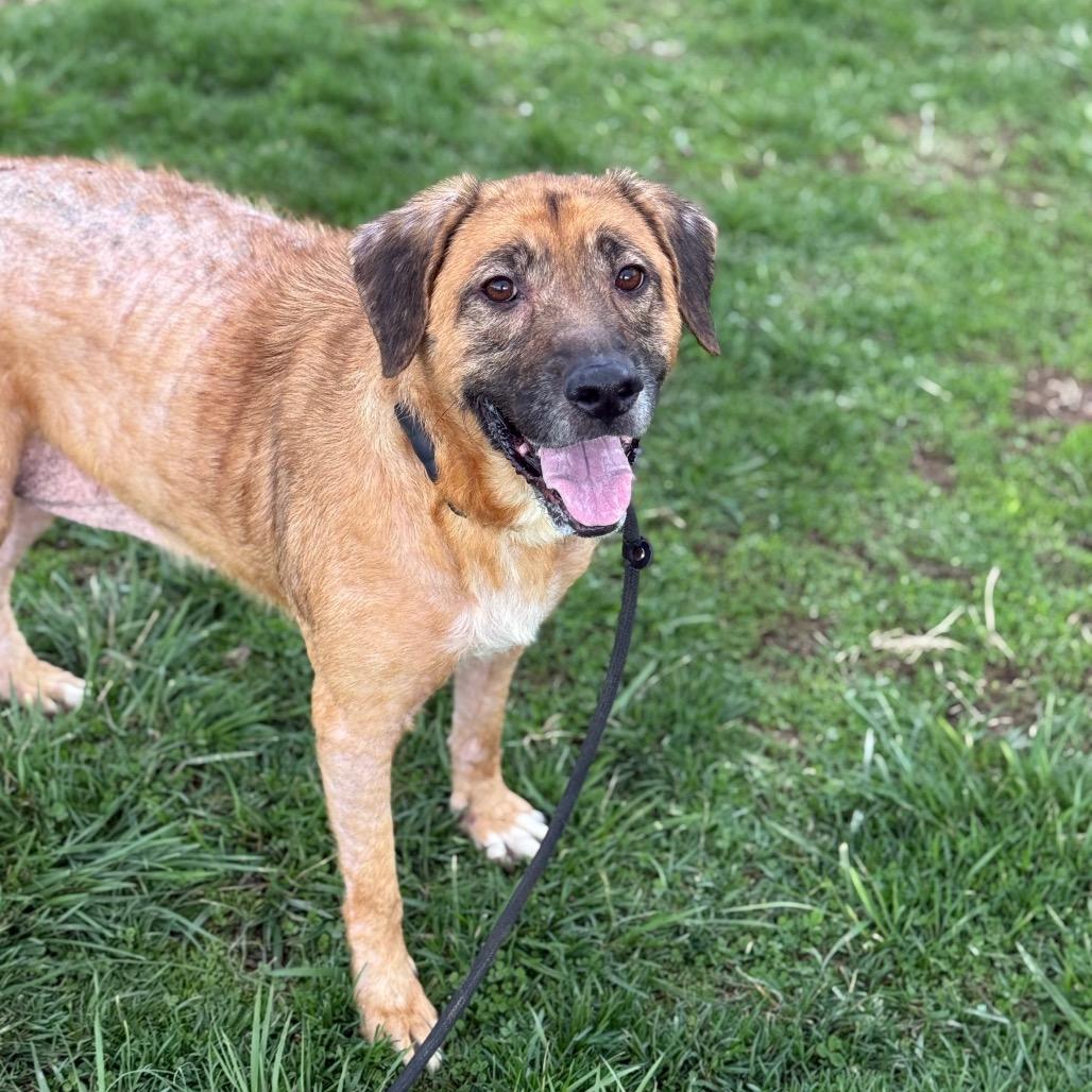 Chessie, Adoptable, Adult Female Mixed Breed.