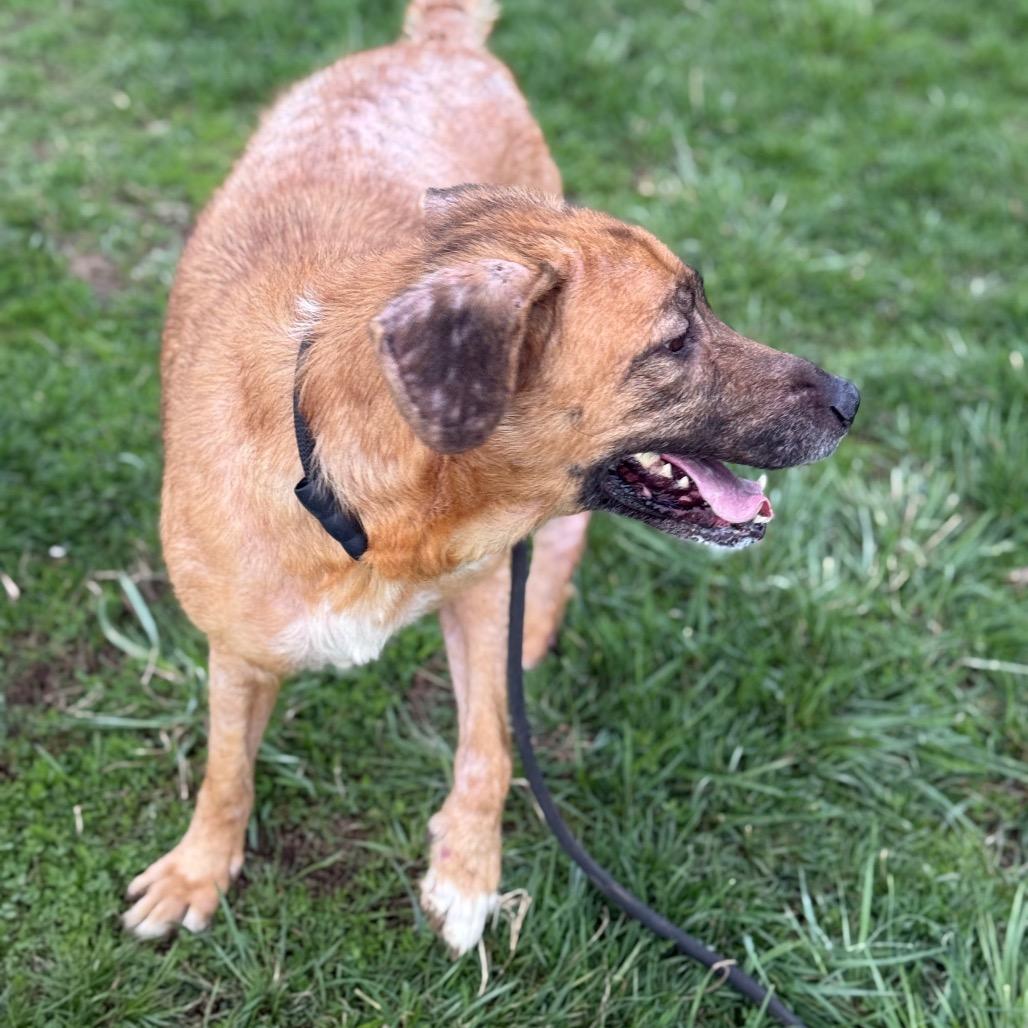 Enlarge Chessie, a Adoptable Mixed Breed in Jeffersonville, IN image 2/6