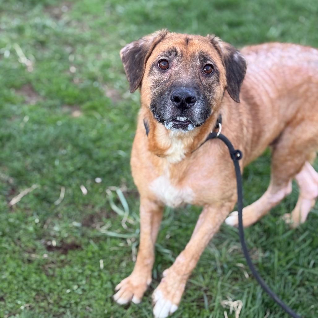 Enlarge Chessie, a Adoptable Mixed Breed in Jeffersonville, IN image 3/6