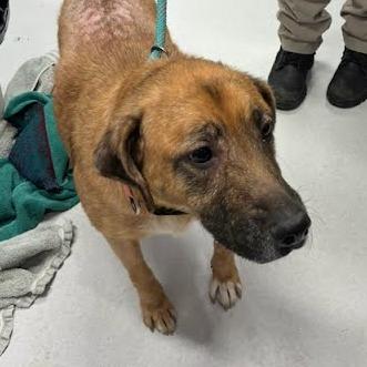 Enlarge Chessie, a Adoptable Mixed Breed in Jeffersonville, IN image 4/6