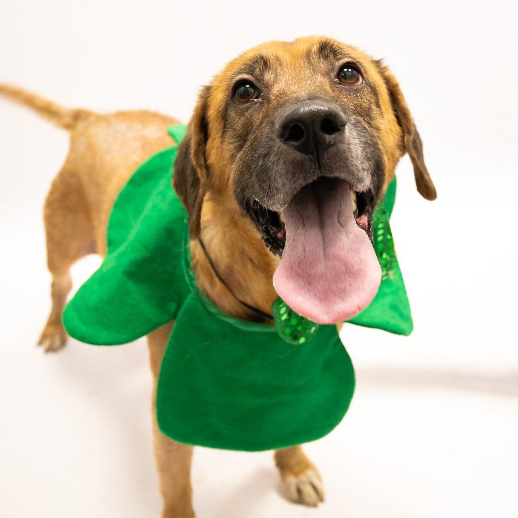 Enlarge Chessie, a Adoptable Mixed Breed in Jeffersonville, IN image 5/6