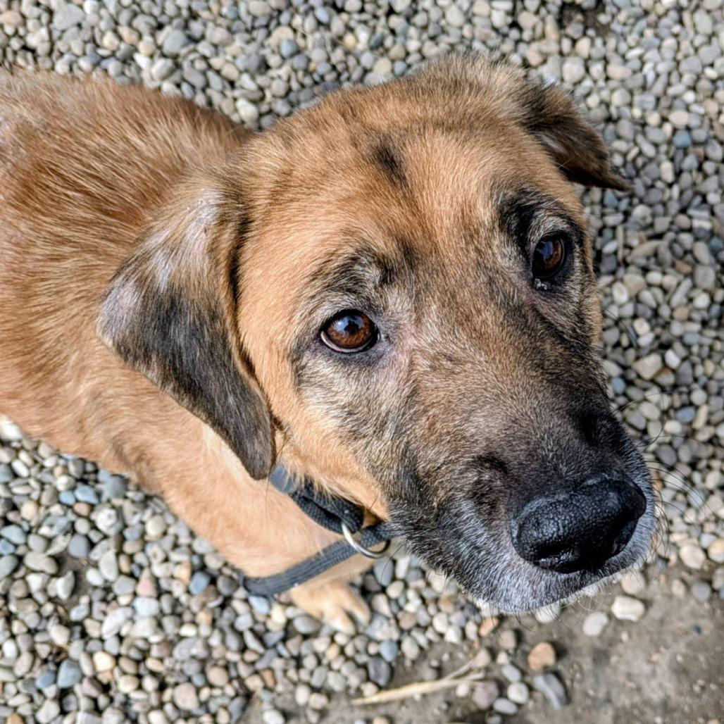 Enlarge Chessie, a Adoptable Mixed Breed in Jeffersonville, IN image 6/6