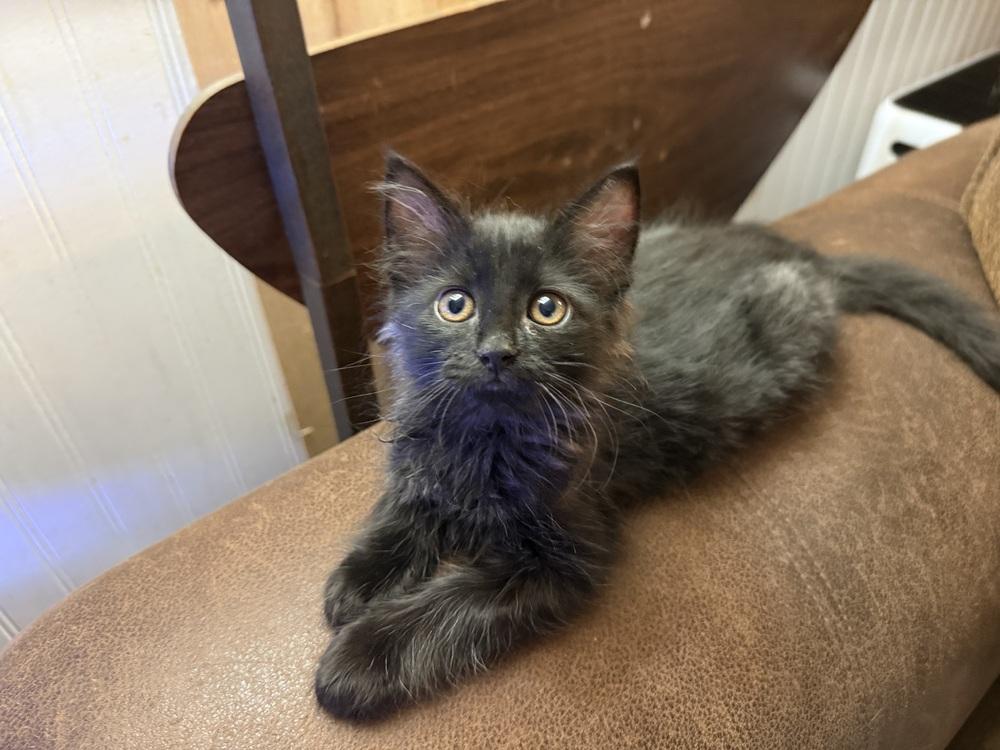 PIP, Adoptable, Kitten Male Domestic Medium Hair.