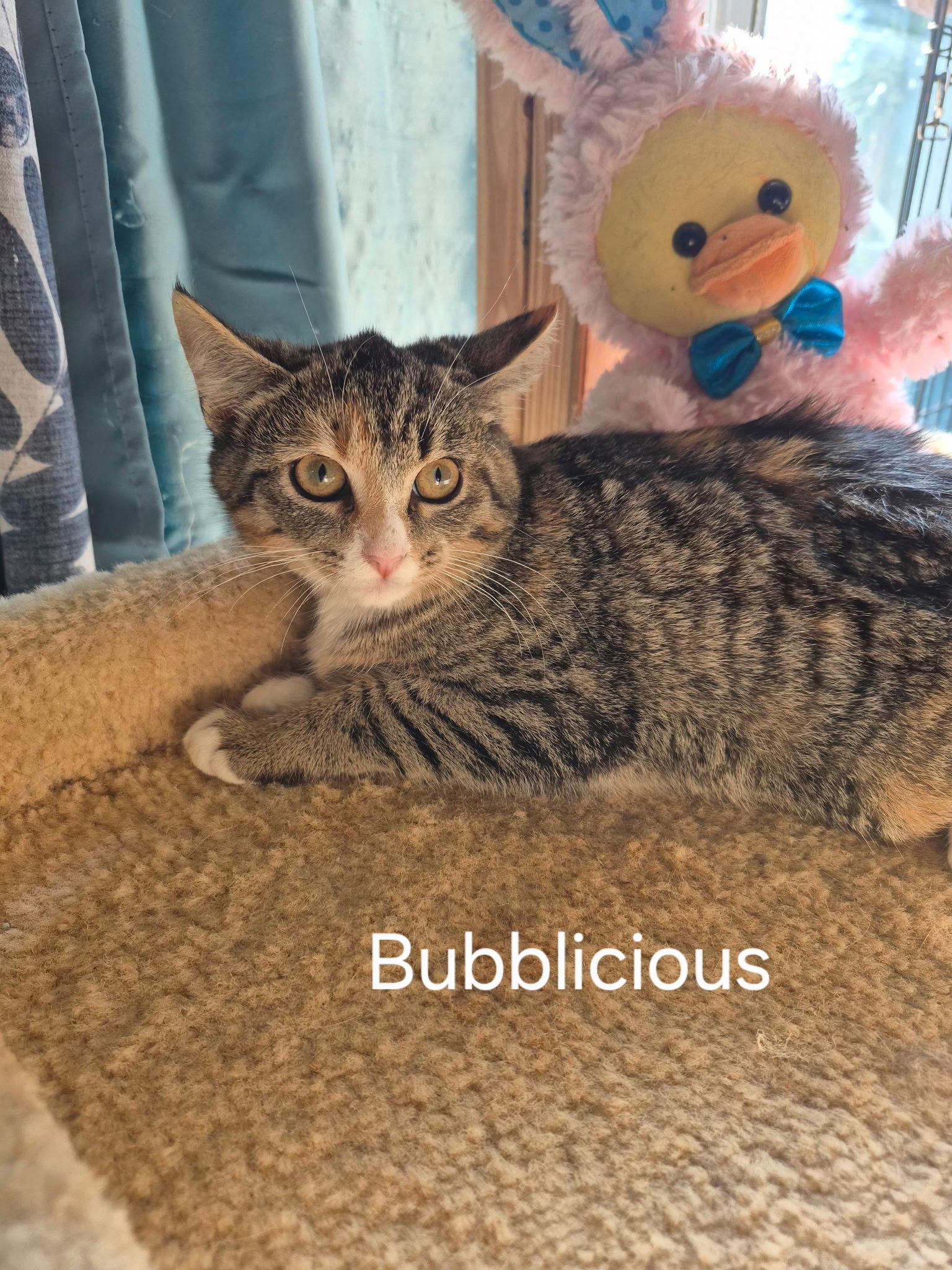 Enlarge Bubbalicious, a Adoptable Domestic Short Hair in Oviedo, FL image 1/1