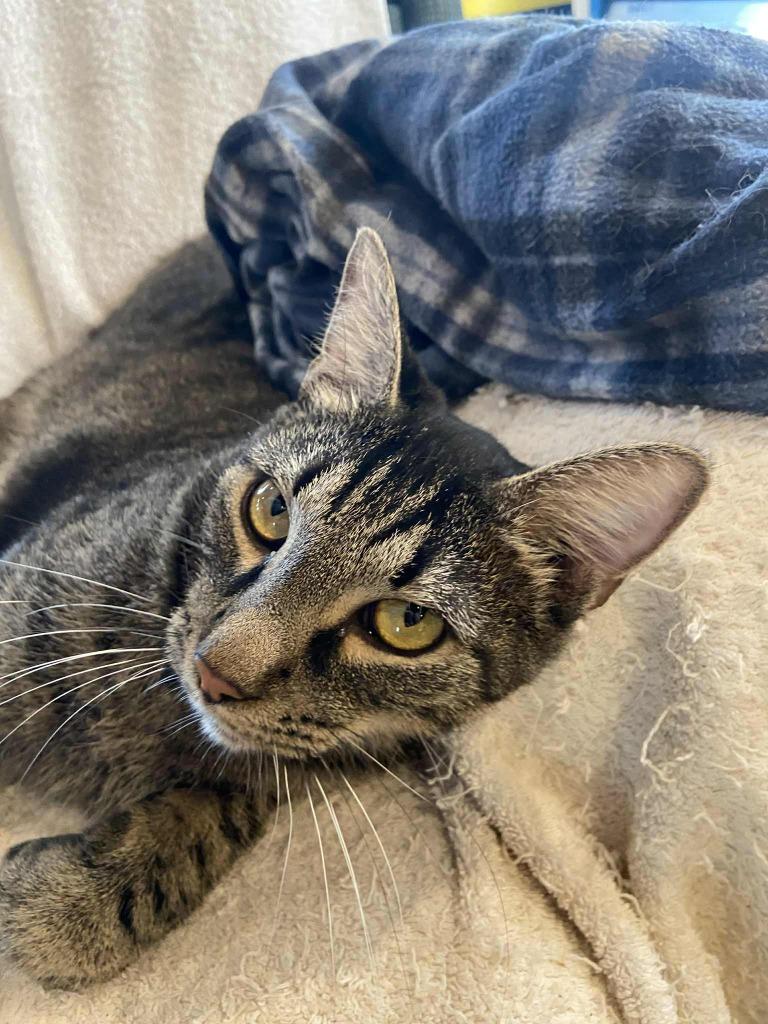 Diesel, Adopted, Adult Male Domestic Short Hair.