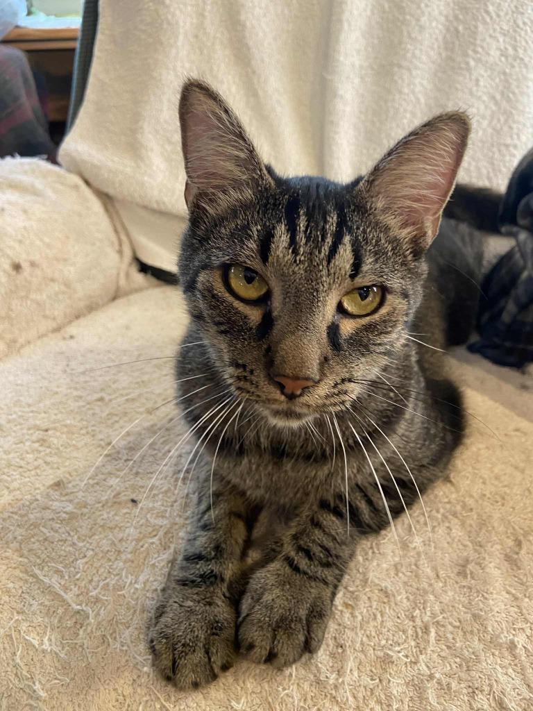 Diesel, a Adopted mixed breed in Hoover , AL image 2/4