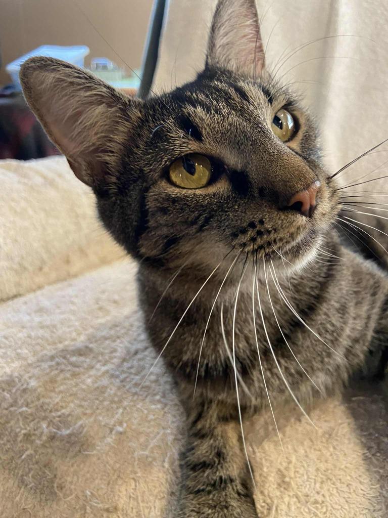 Diesel, a Adopted mixed breed in Hoover , AL image 4/4