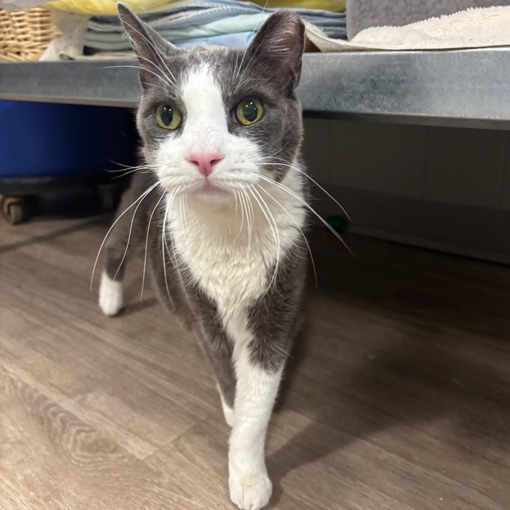 Benji, Adoptable, Senior Male Domestic Short Hair.