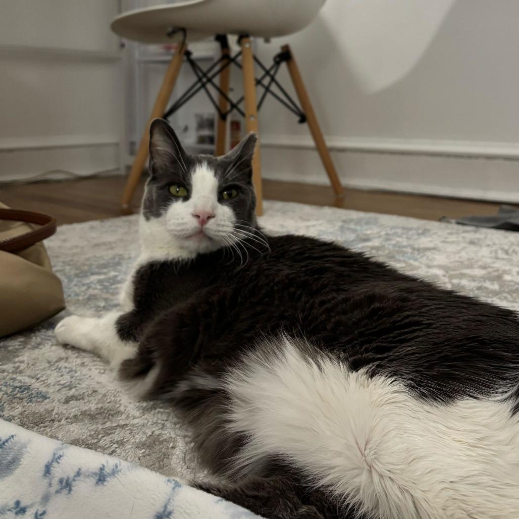 Benji, a Adoptable Domestic Short Hair in Newark, DE image 4/6