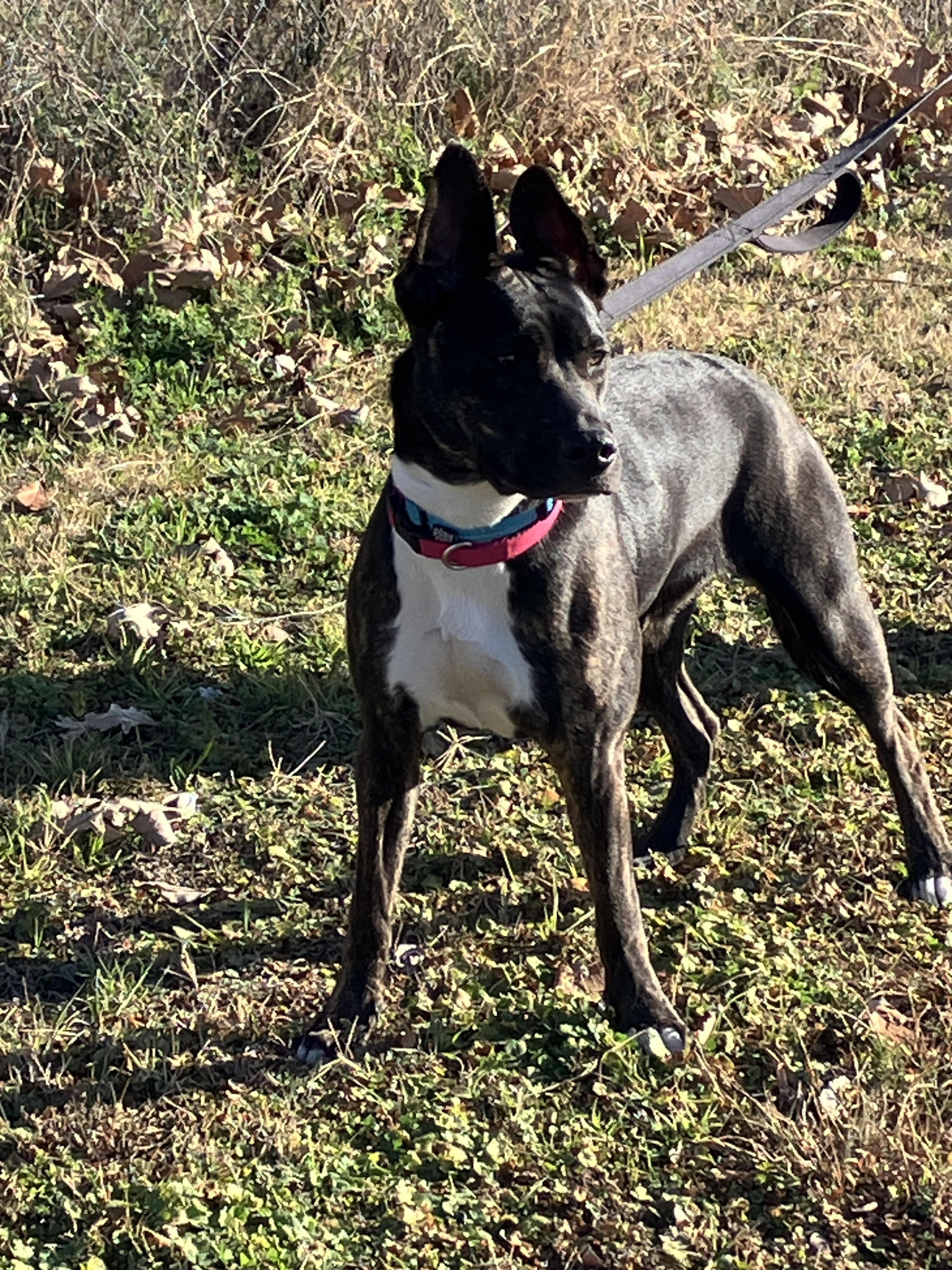 Enlarge LUNA-Lovely Lady, a Adoptable mixed breed in Winchester, VA image 5/6