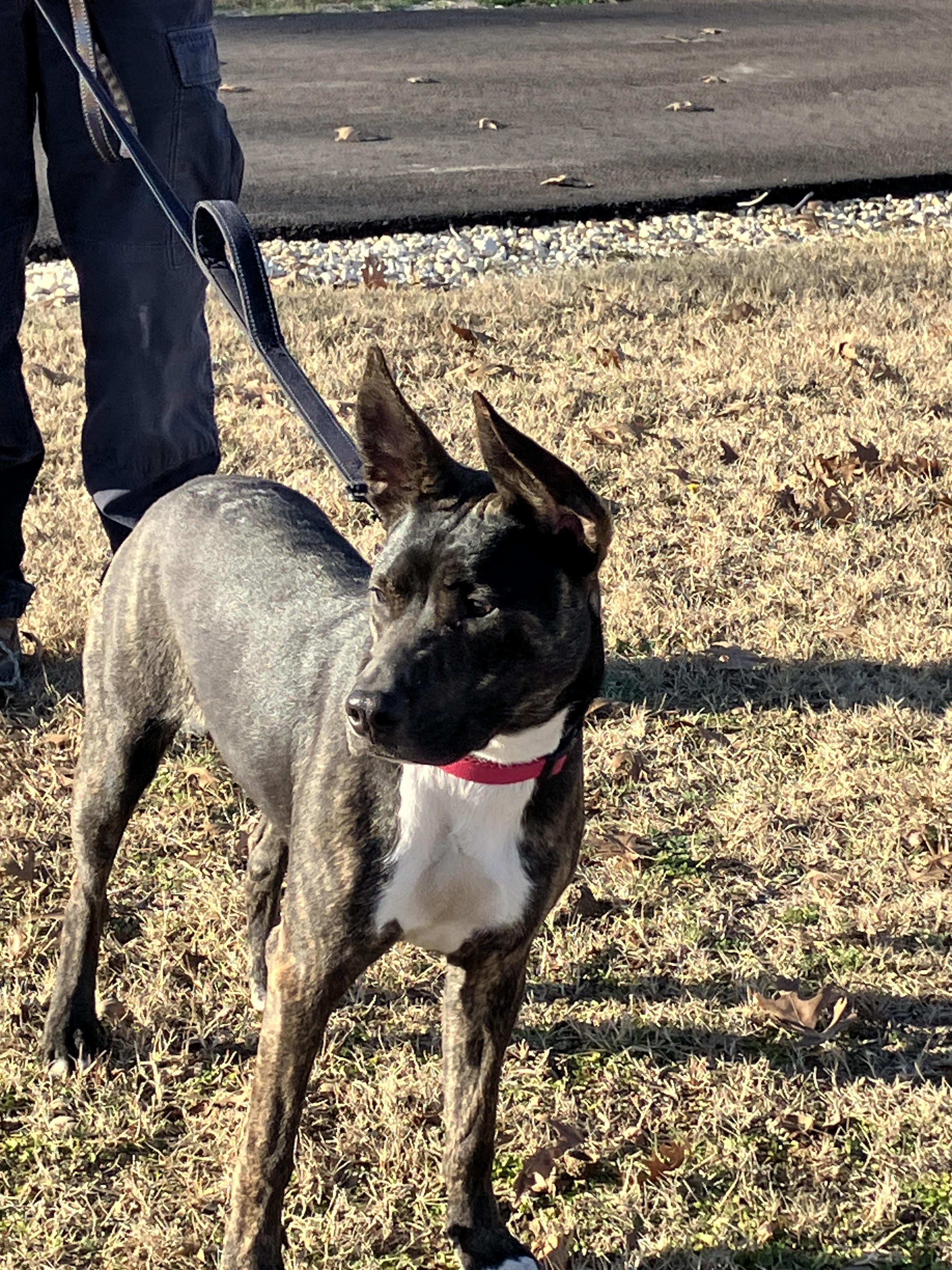 Enlarge LUNA-Lovely Lady, a Adoptable mixed breed in Winchester, VA image 2/6