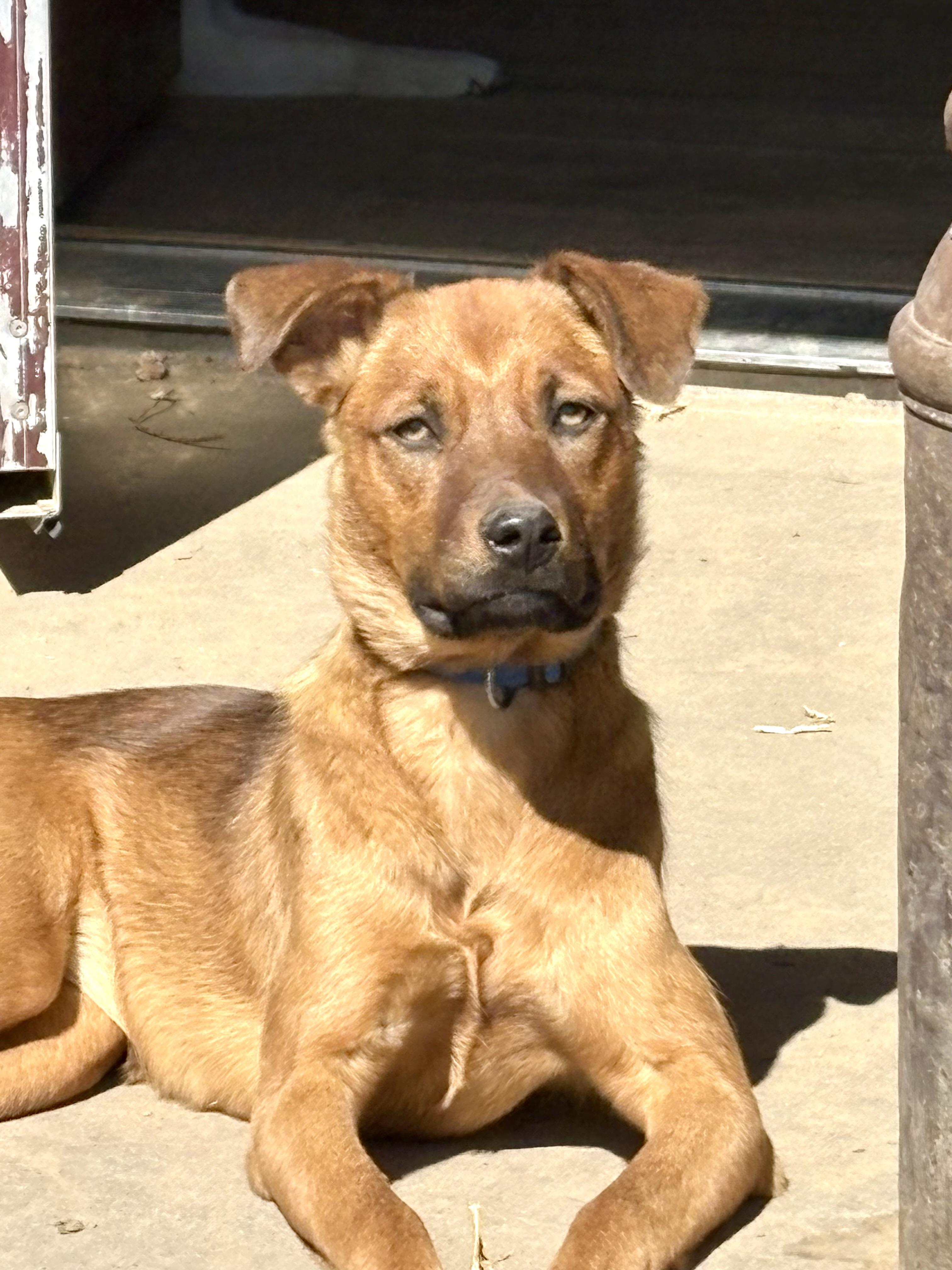 Twilight, a Adoptable mixed breed in Cheyenne, WY image 2/2