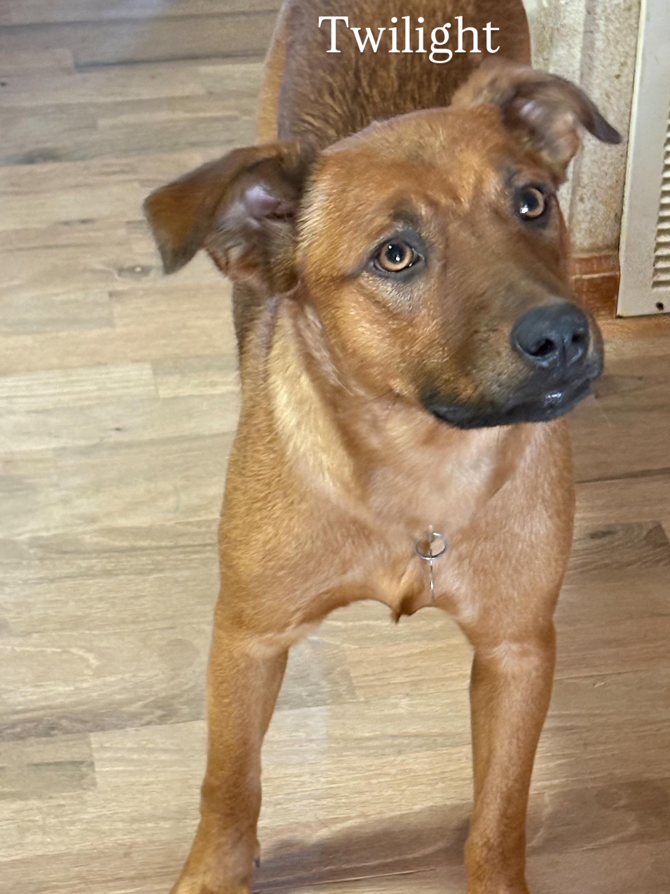 Twilight, a Adoptable mixed breed in Cheyenne, WY image 1/2