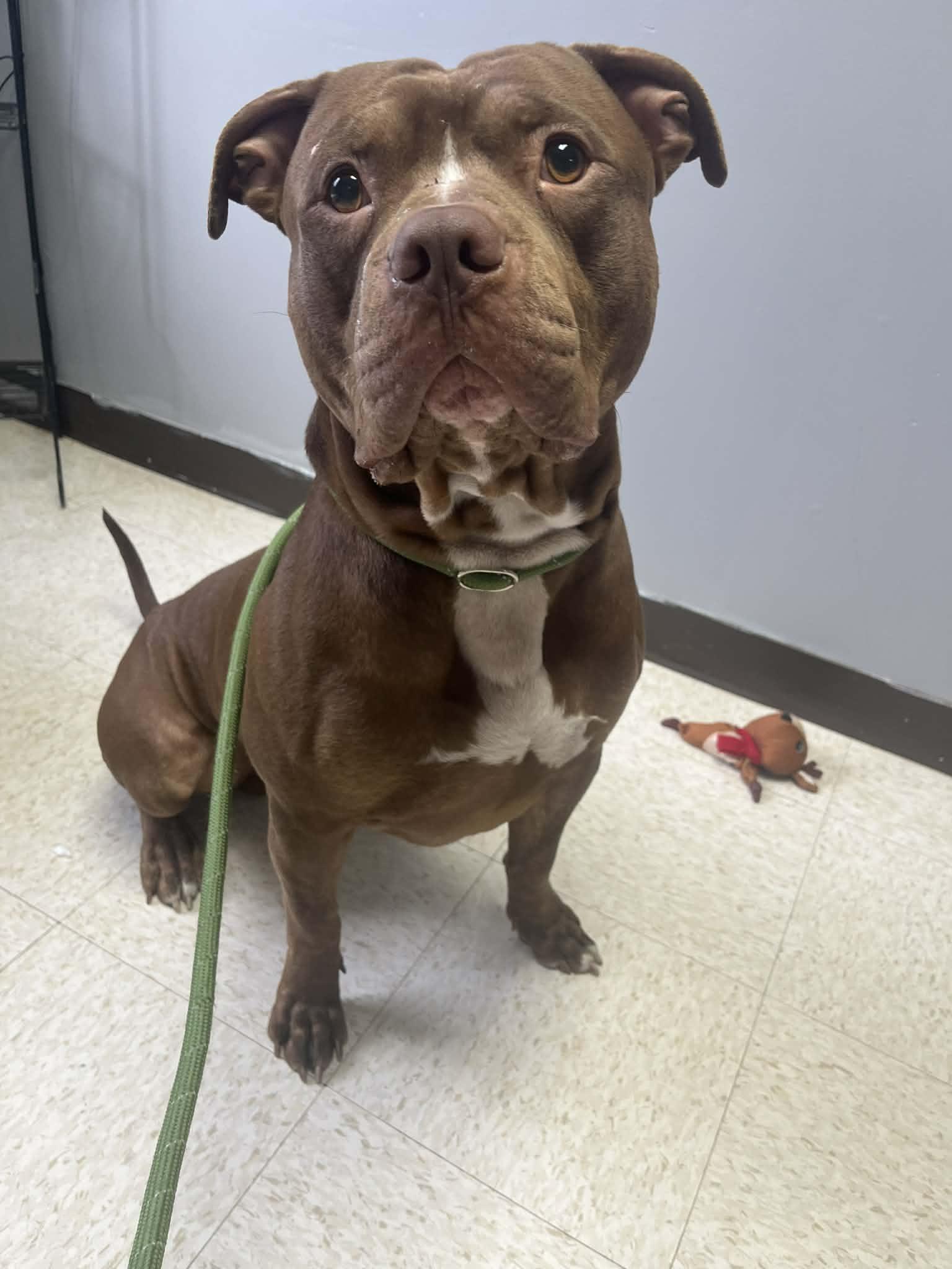 C.T., ADOPTABLE, Adult Male Pit Bull Terrier.