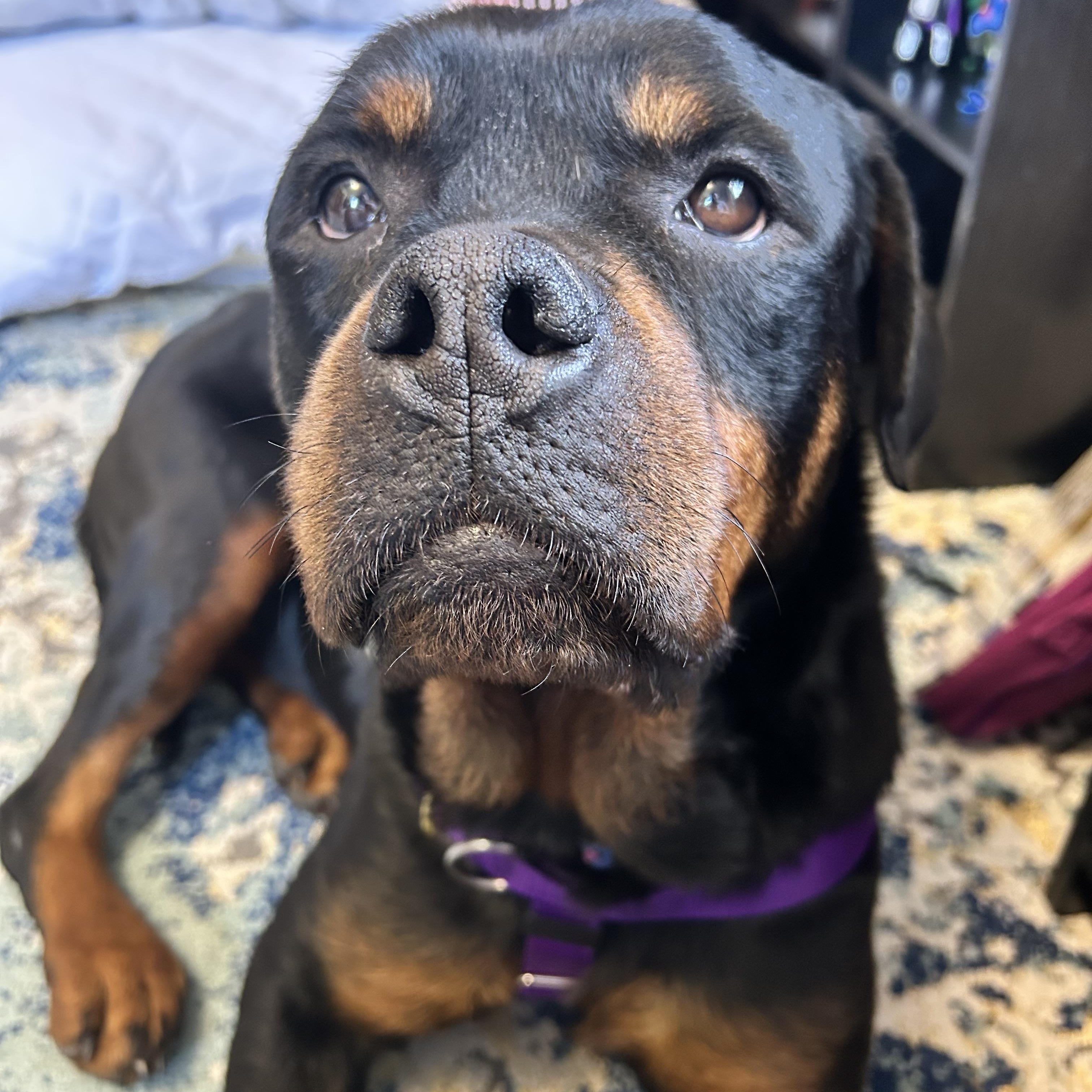 Becca Bear, ADOPTABLE, Adult Female Rottweiler.
