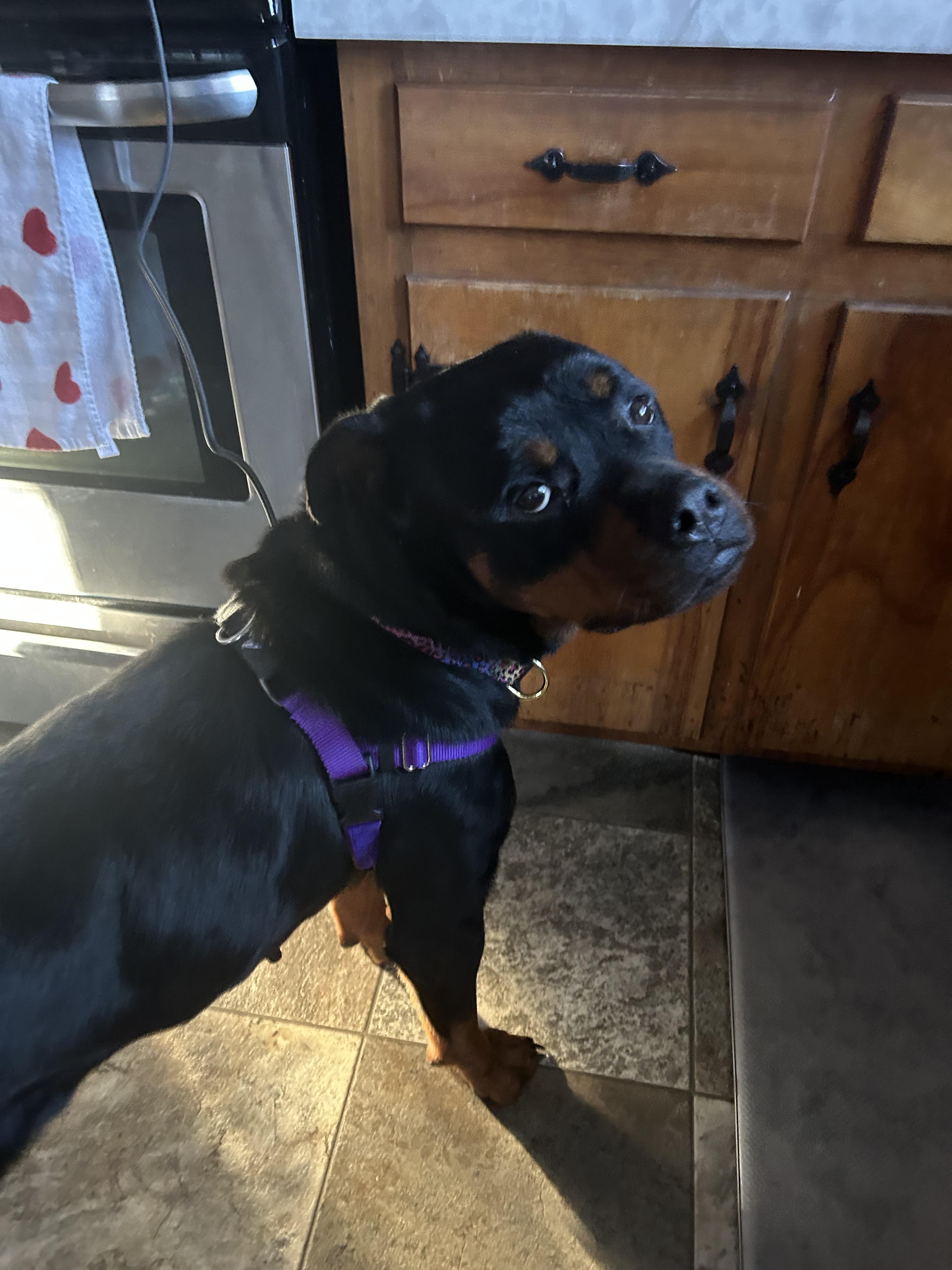 Enlarge Becca Bear, a ADOPTABLE Rottweiler in Franklin, TN image 2/4