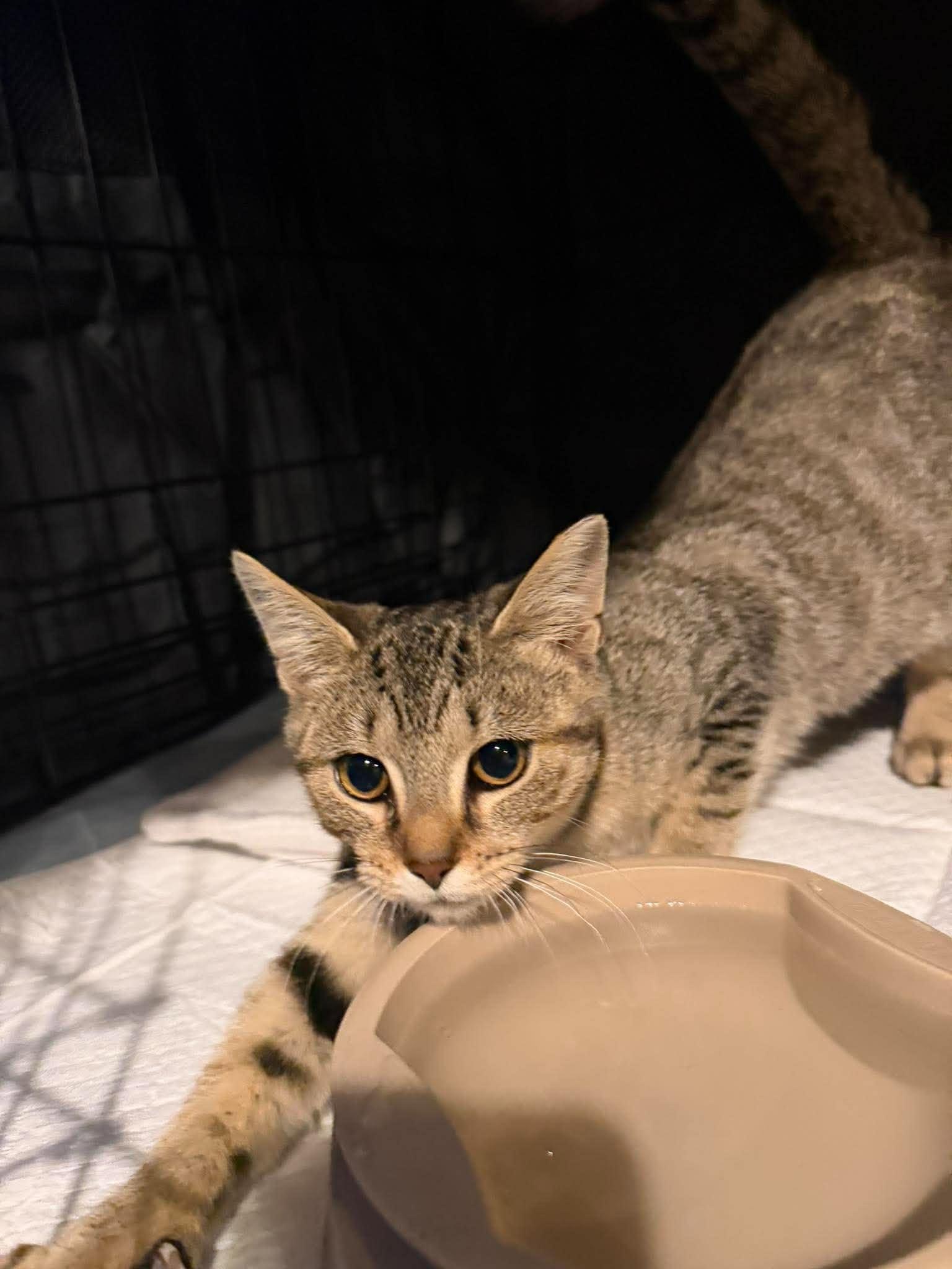 Enlarge Larissa Weems, a Adoptable Domestic Short Hair in Maple Heights, OH image 1/3