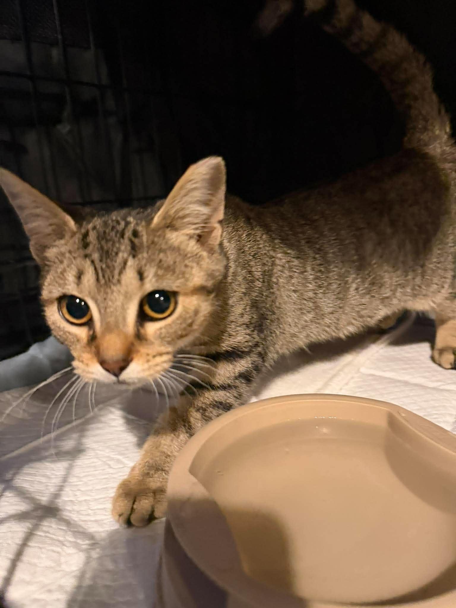Enlarge Larissa Weems, a Adoptable Domestic Short Hair in Maple Heights, OH image 2/3