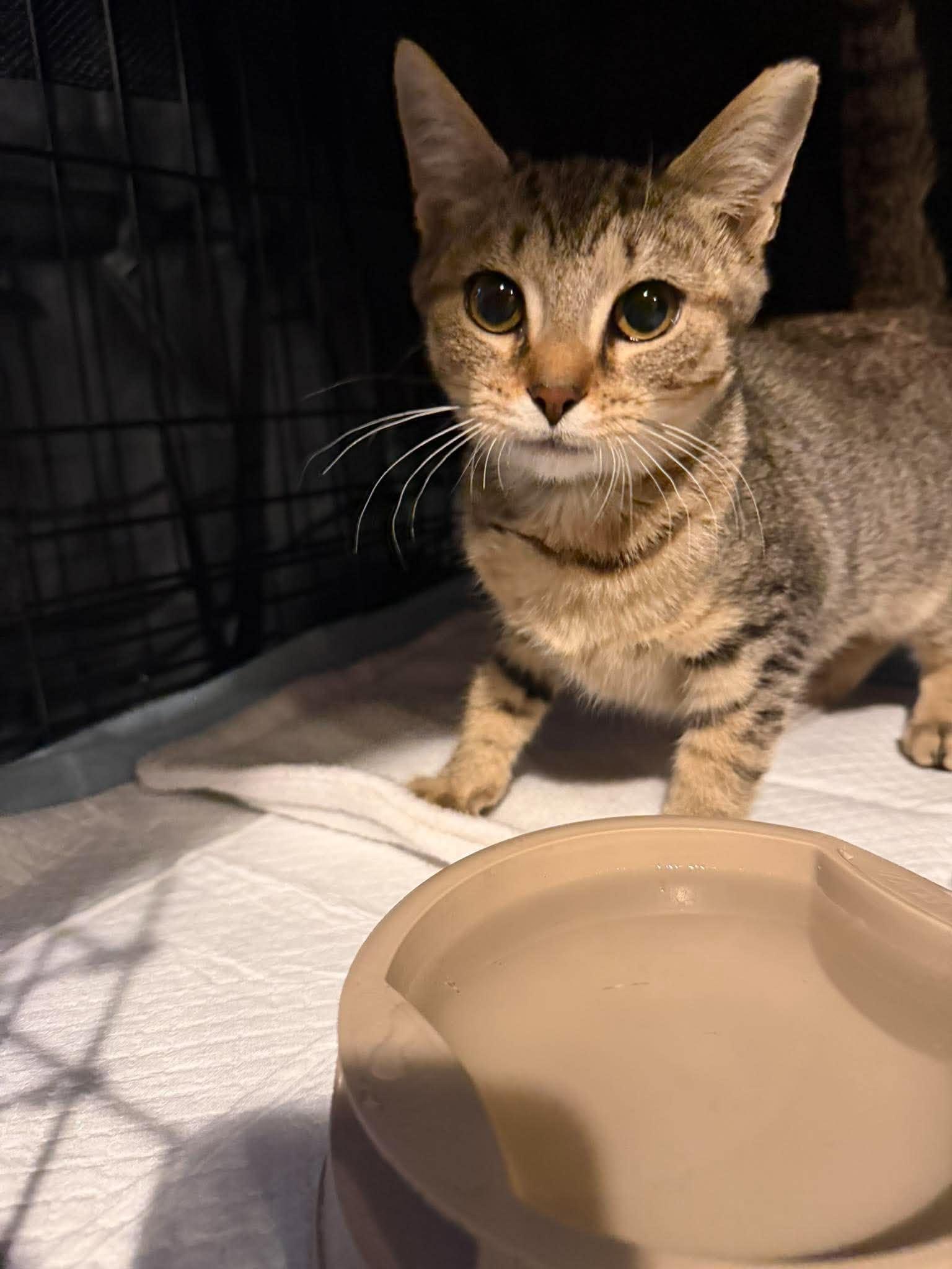 Enlarge Larissa Weems, a Adoptable Domestic Short Hair in Maple Heights, OH image 3/3