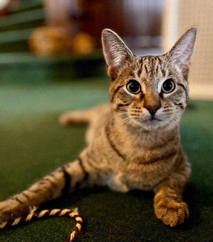 Milo, a ADOPTABLE Tabby in Muncie, IN image 1/3