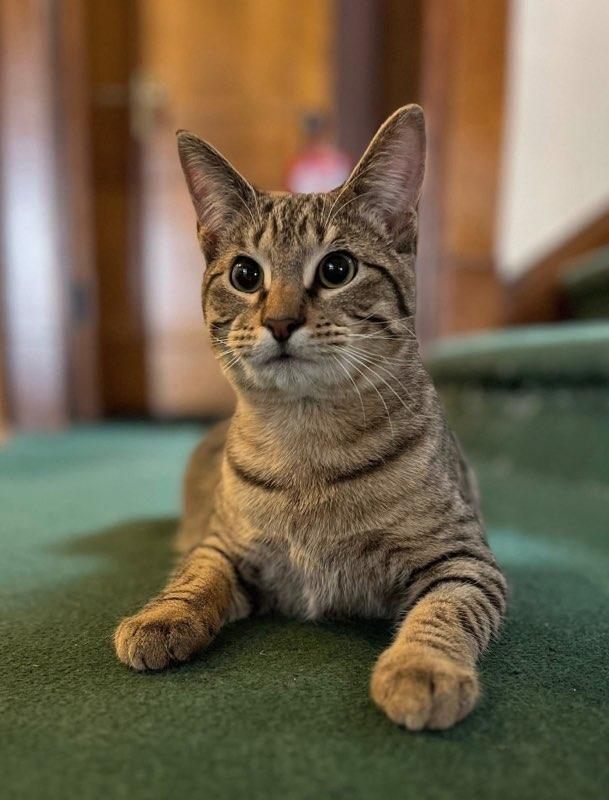 Milo, a ADOPTABLE Tabby in Muncie, IN image 3/3