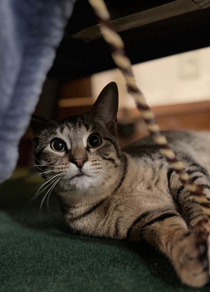 Milo, a ADOPTABLE Tabby in Muncie, IN image 2/3
