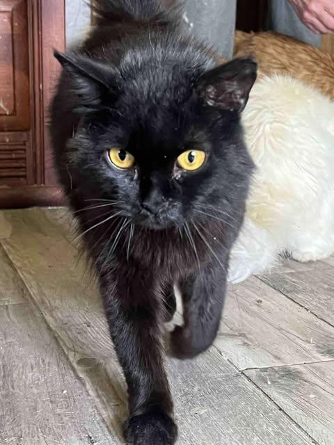 Felix (updated 11-9-2025), Adoptable, Adult Male Siberian.