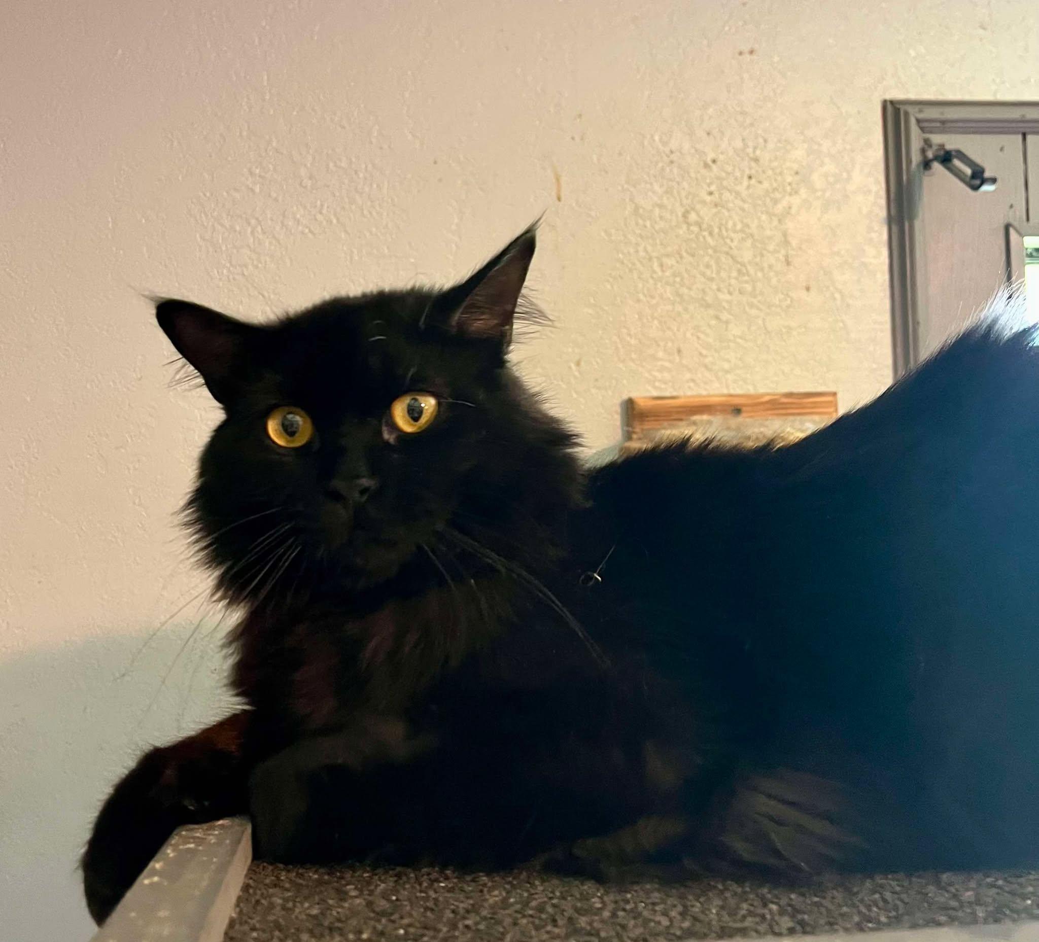 Felix (updated 11-9-2025), a Adoptable Siberian in Ennis, TX image 4/5