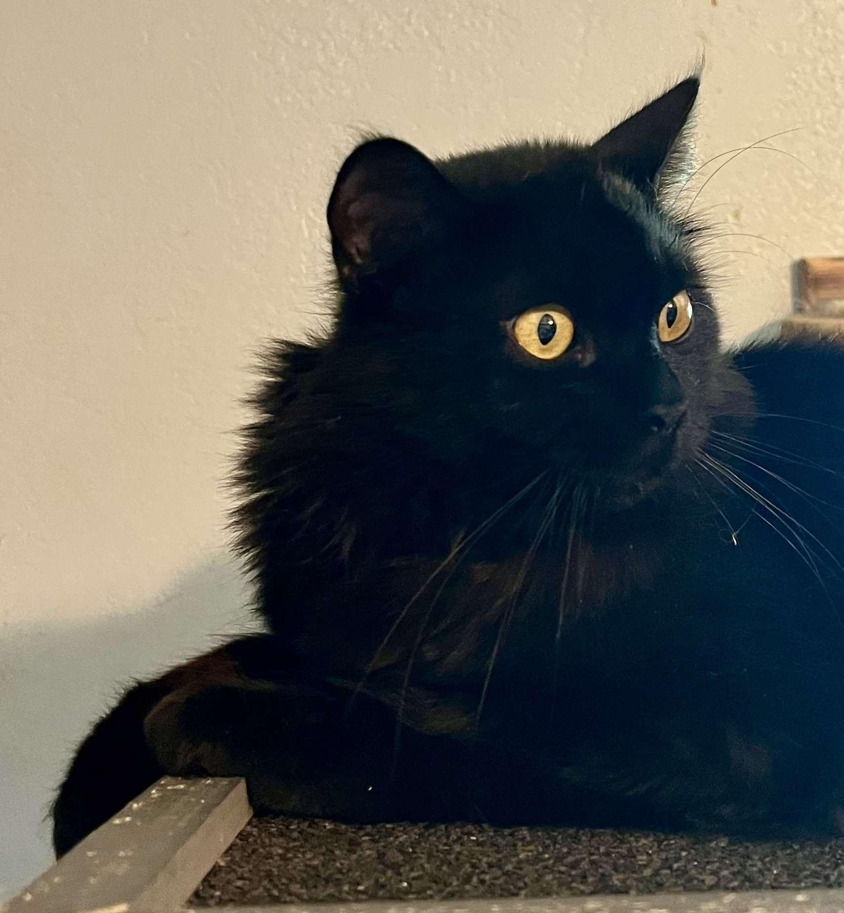 Felix (updated 11-9-2025), a Adoptable Siberian in Ennis, TX image 3/5