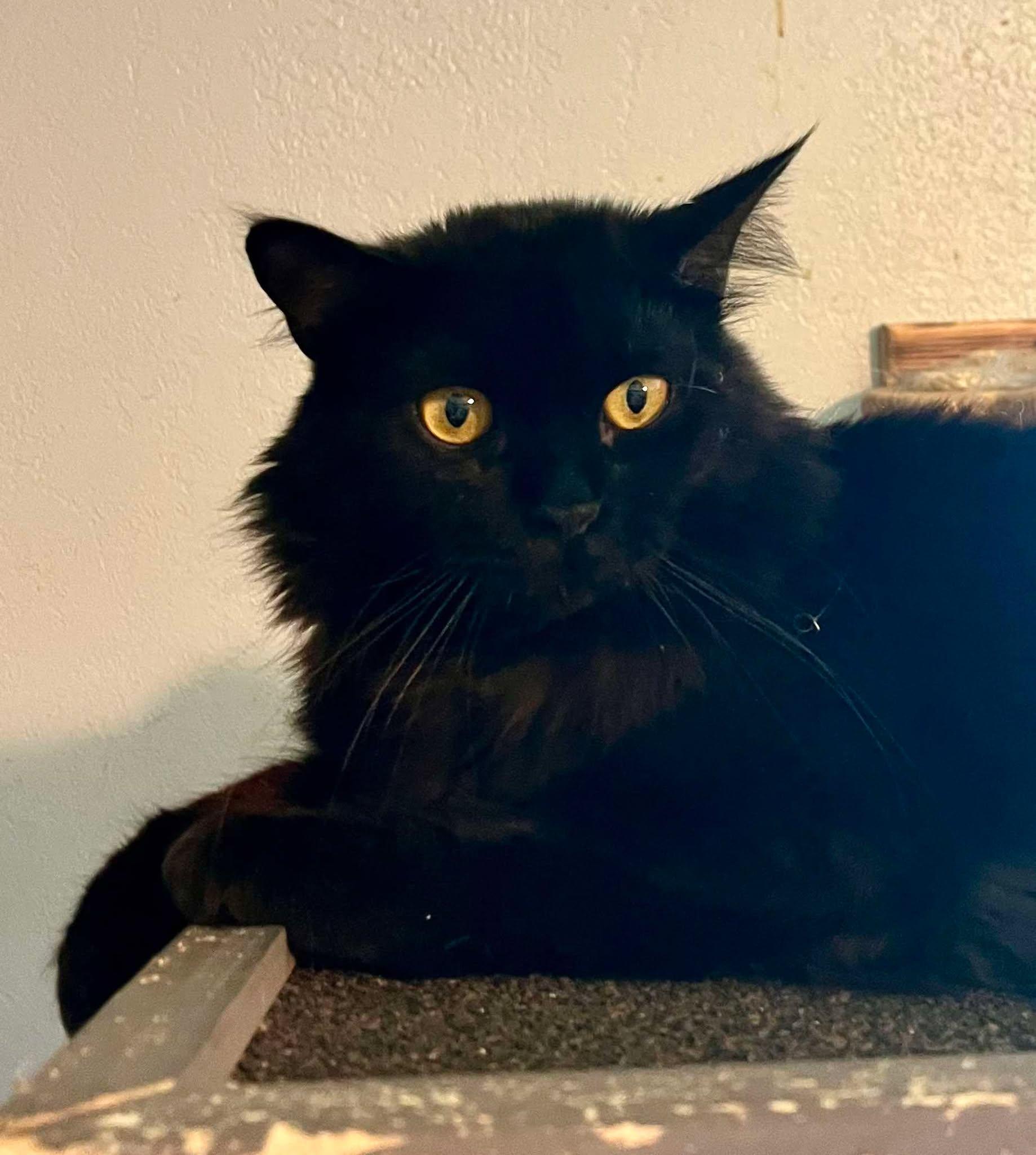 Felix (updated 11-9-2025), a Adoptable Siberian in Ennis, TX image 2/5