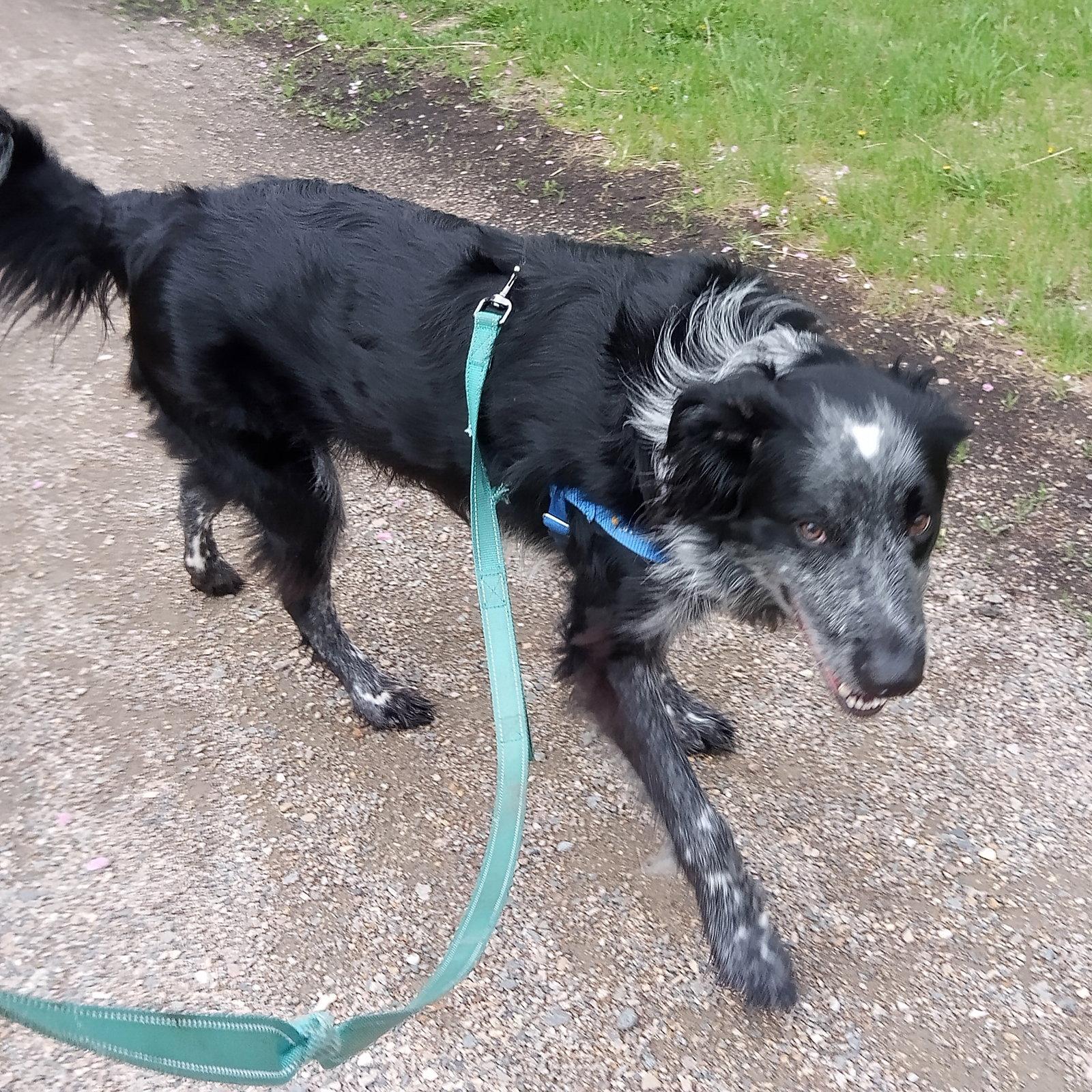 Hermes, Adoptable, Adult Male Setter.