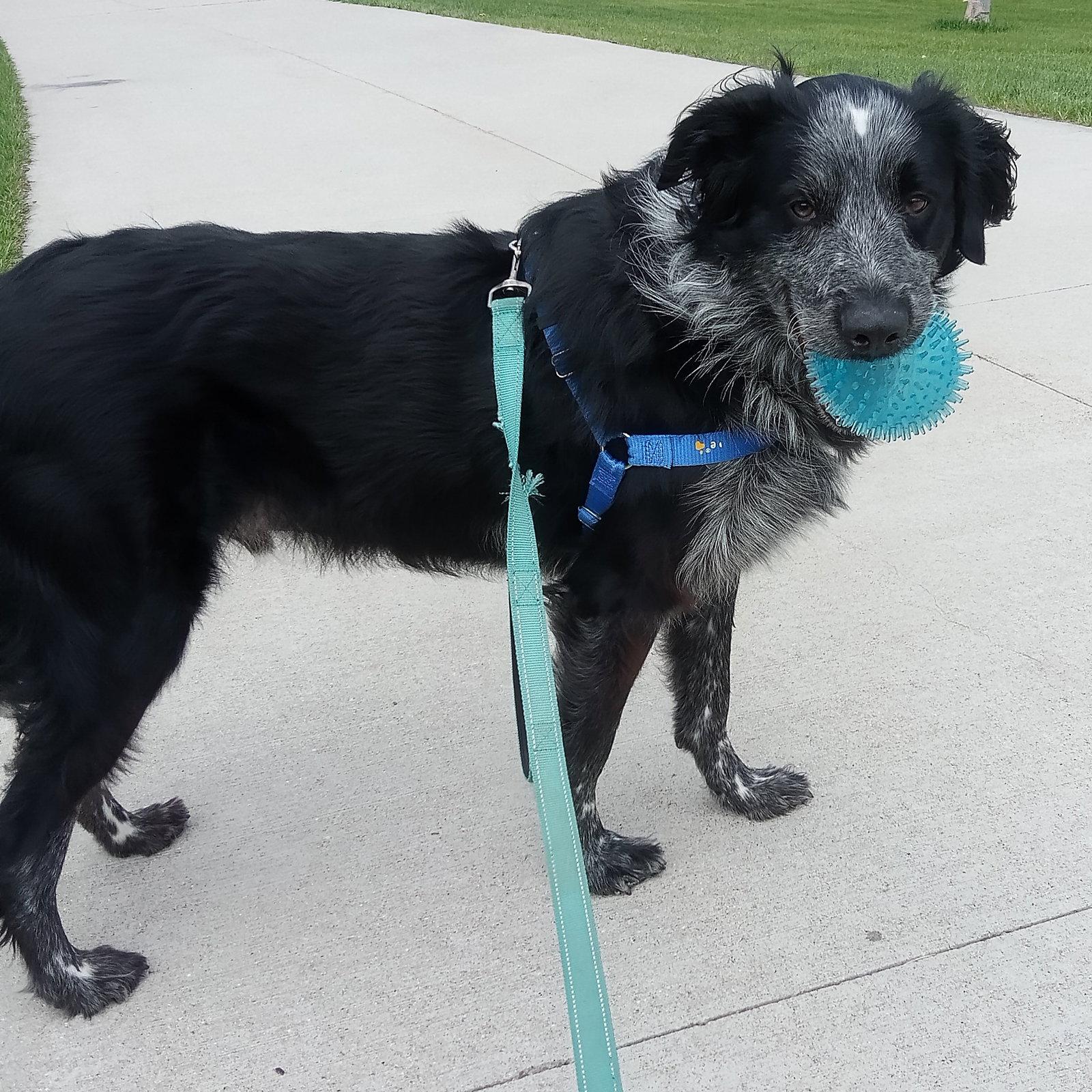 Enlarge Hermes, a Adoptable Setter in Fargo, ND image 2/3