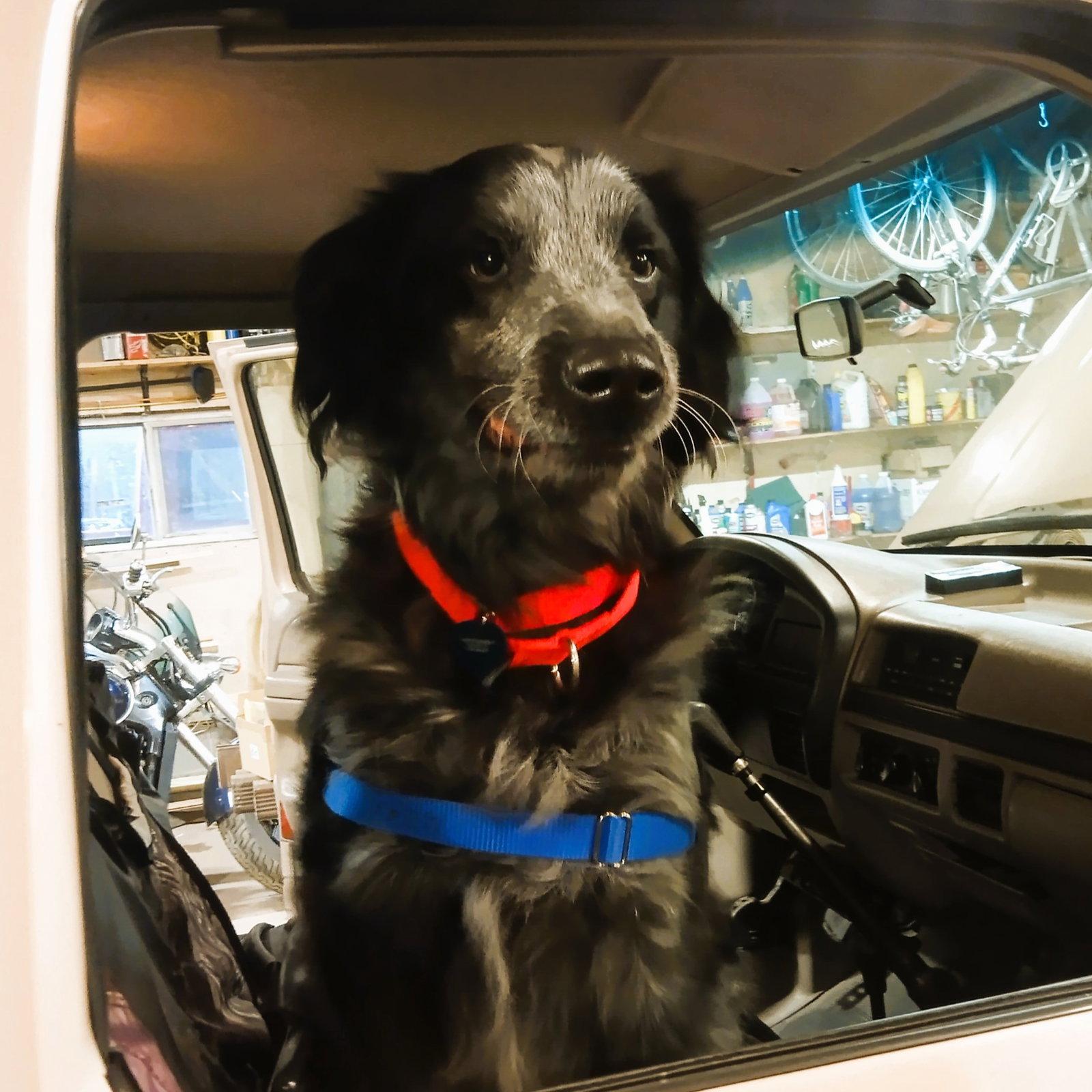 Enlarge Hermes, a Adoptable Setter in Fargo, ND image 1/3