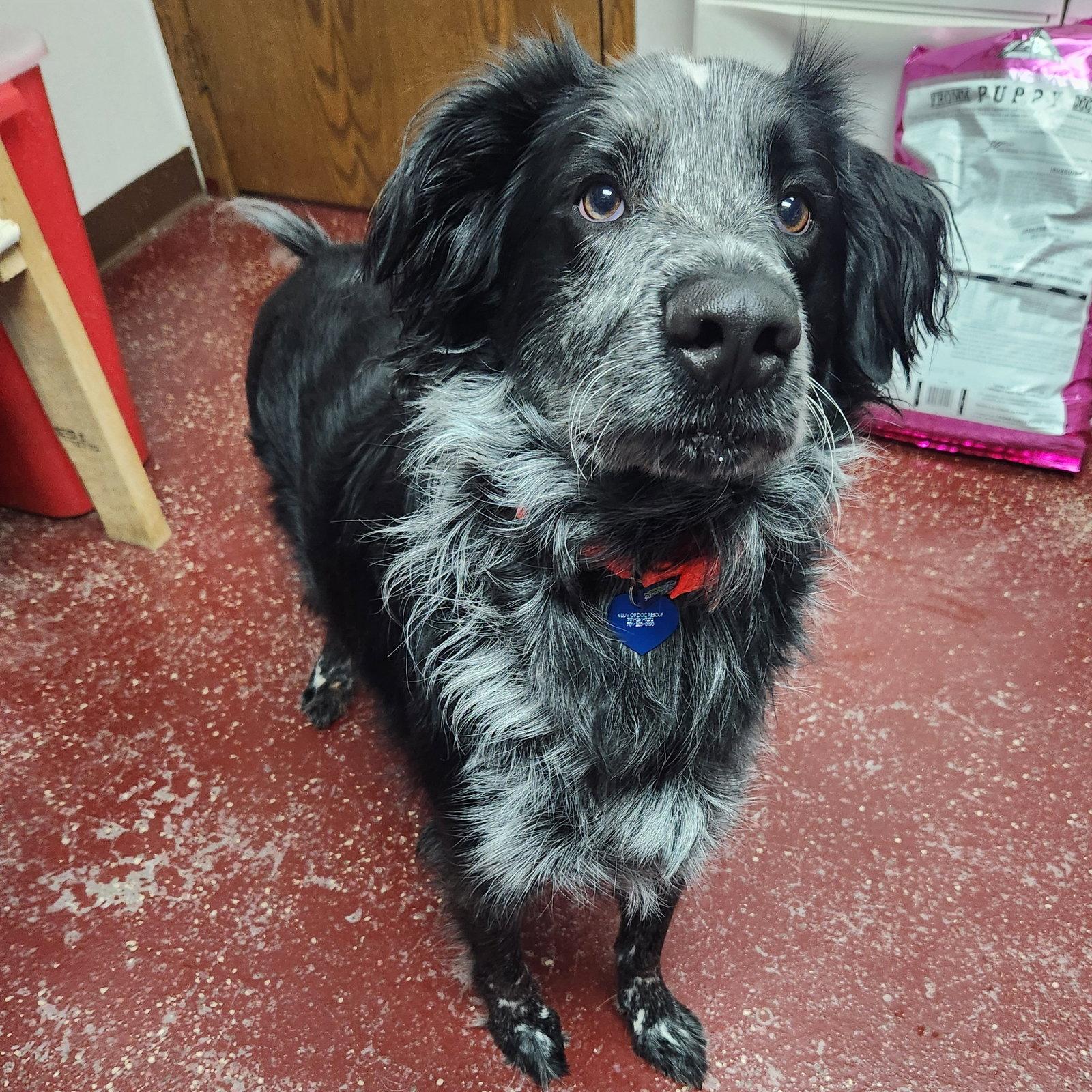 Enlarge Hermes, a Adoptable Setter in Fargo, ND image 3/3