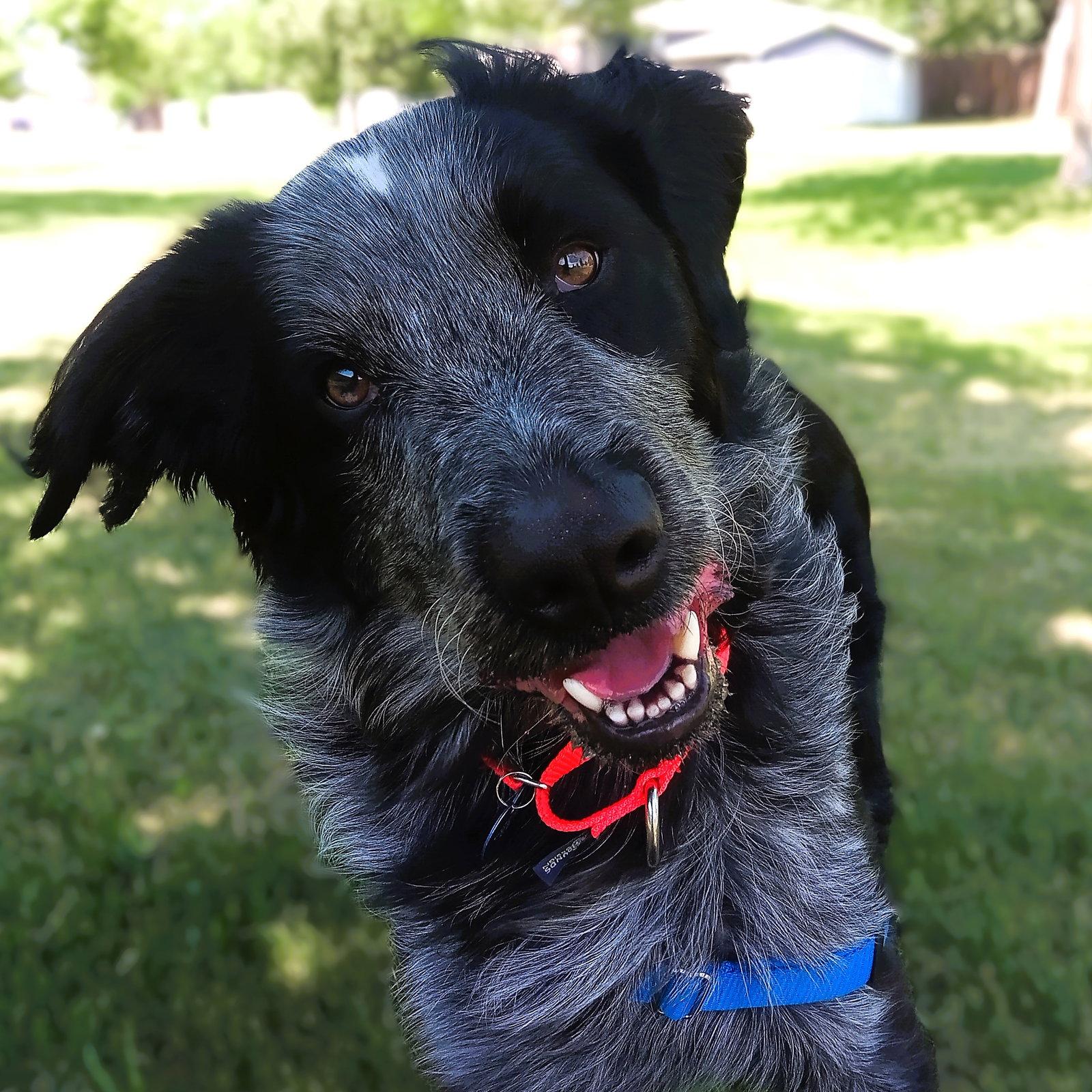 Enlarge Hermes, a Adoptable Setter in Fargo, ND image 2/3