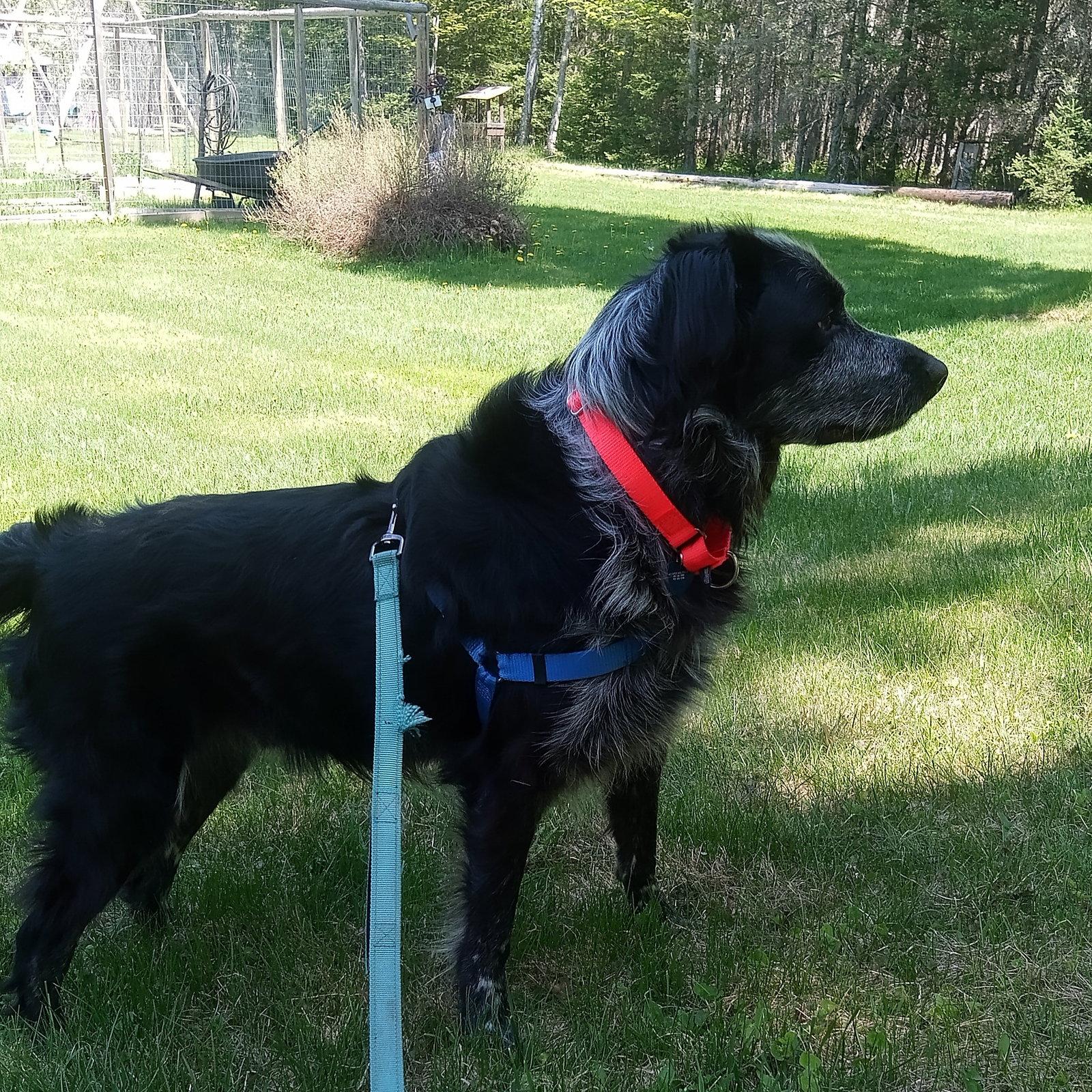 Enlarge Hermes, a Adoptable Setter in Fargo, ND image 3/3