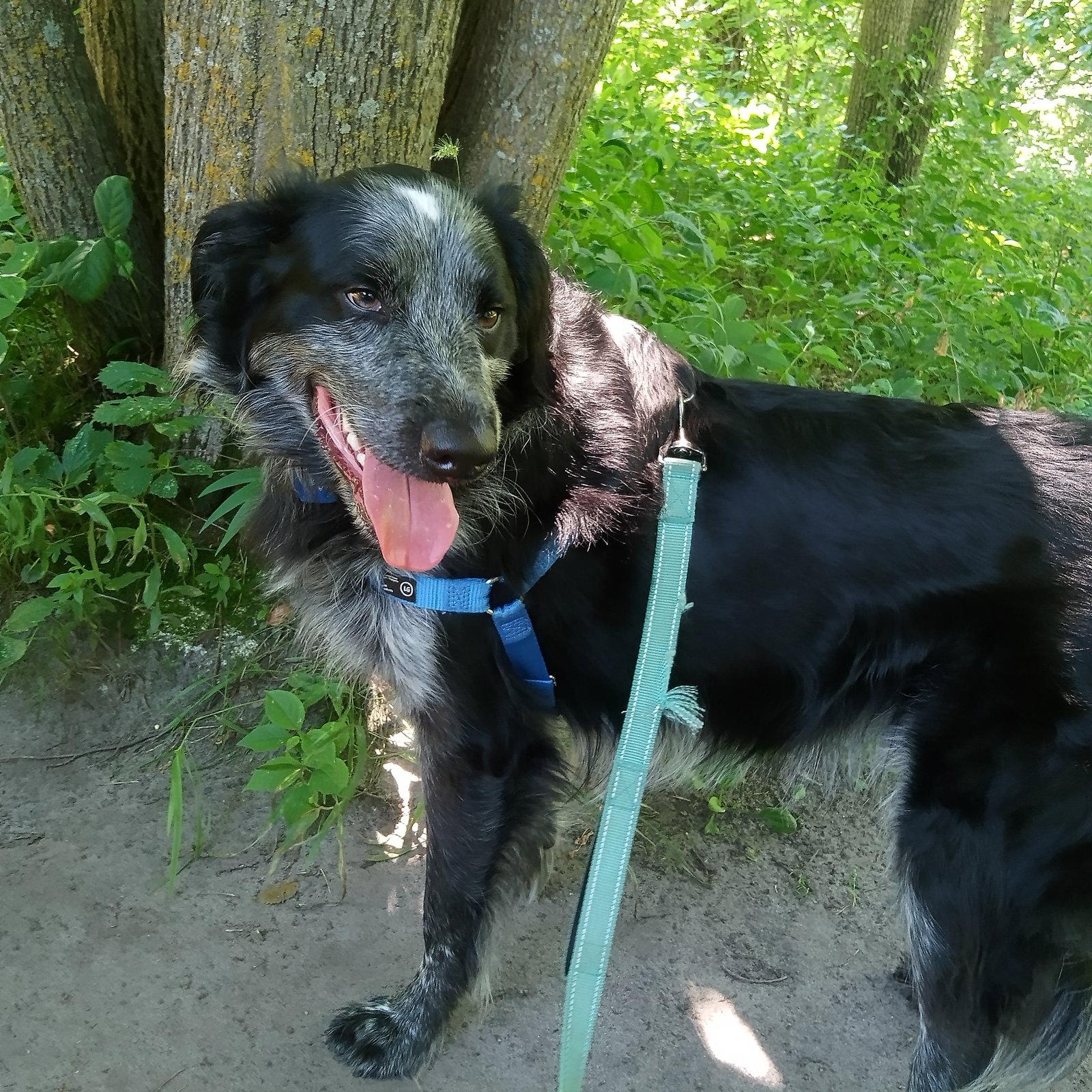 Enlarge Hermes, a Adoptable Setter in Fargo, ND image 3/3