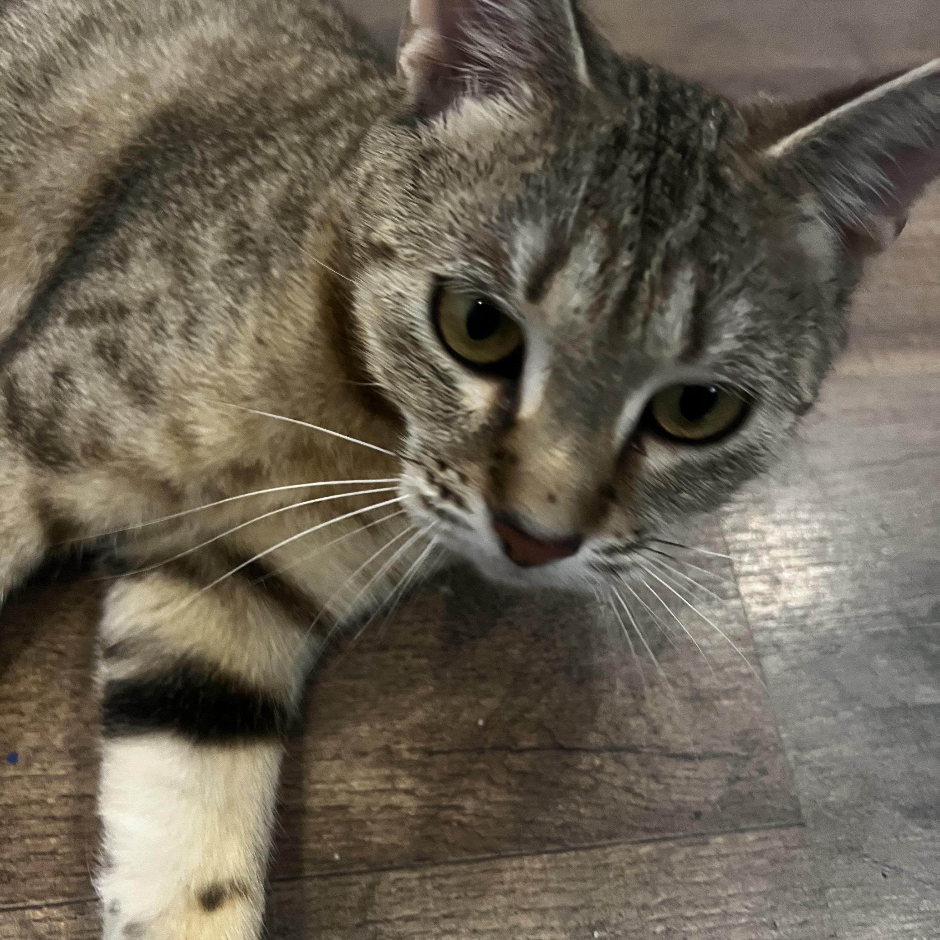Enlarge Grace (mom) & Buster (son), an adopted Domestic Short Hair in Canton, MA image 2/4