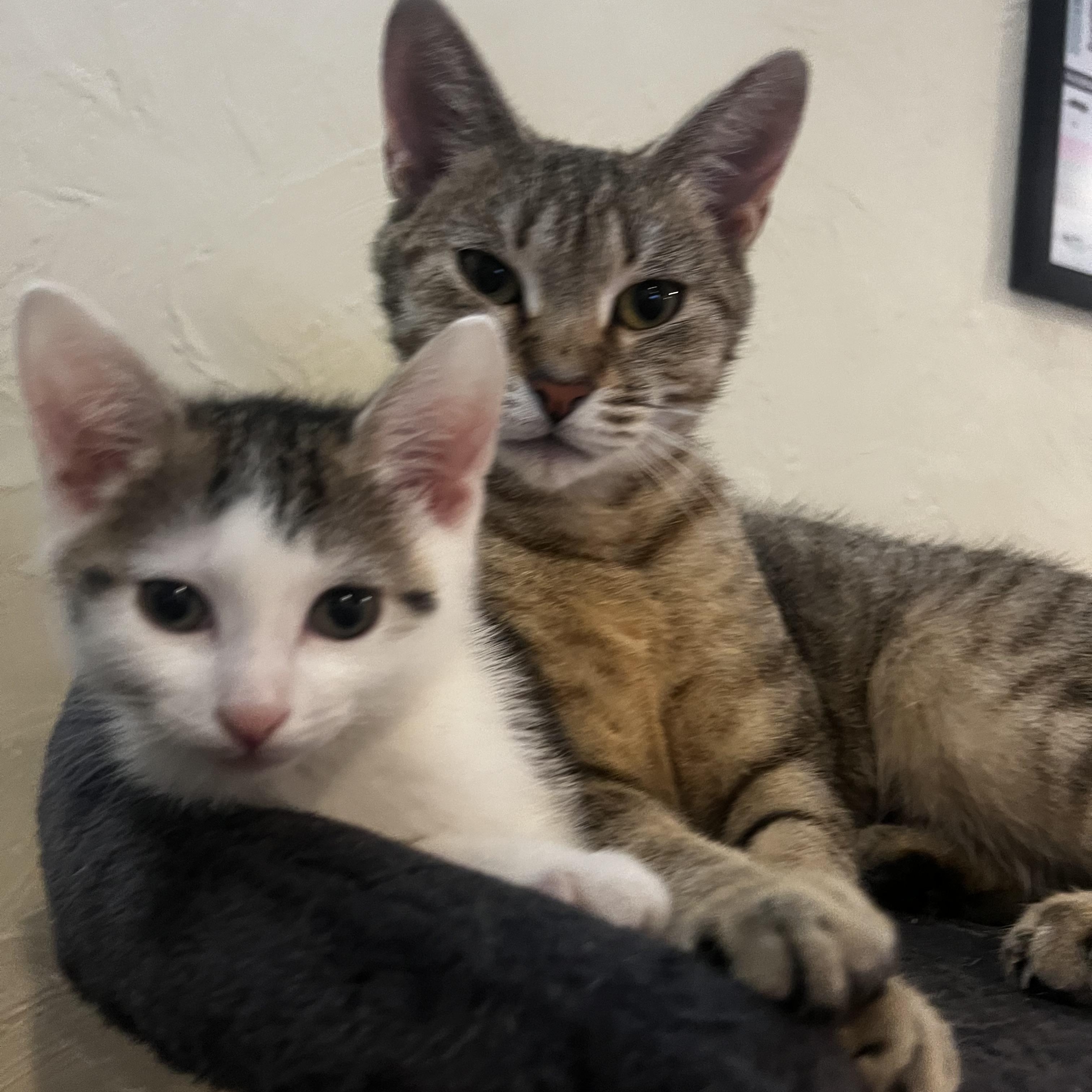 Grace (mom) & Buster (son), adopted, Young Female Domestic Short Hair.