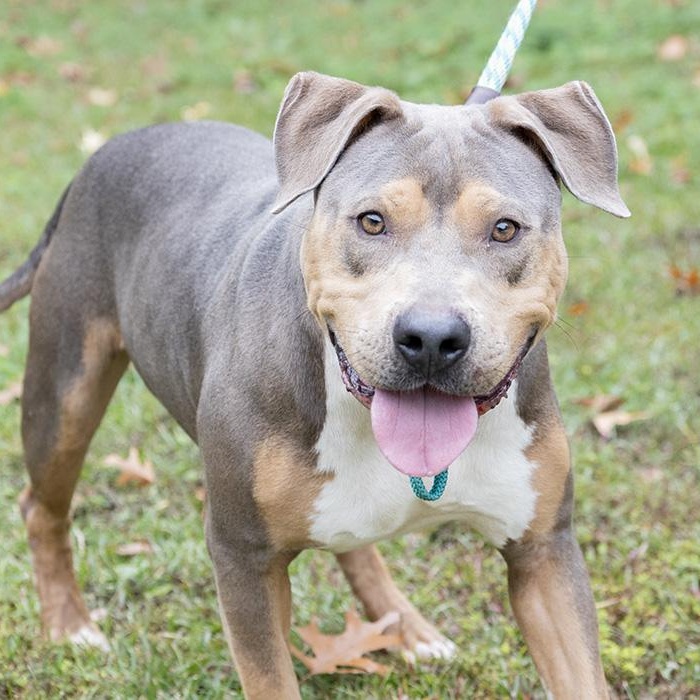 Enlarge Frank, a Adoptable Pit Bull Terrier in Slidell, LA image 1/3