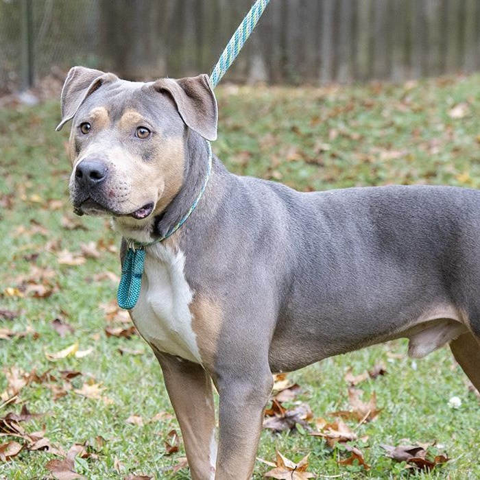 Enlarge Frank, a Adoptable Pit Bull Terrier in Slidell, LA image 2/3
