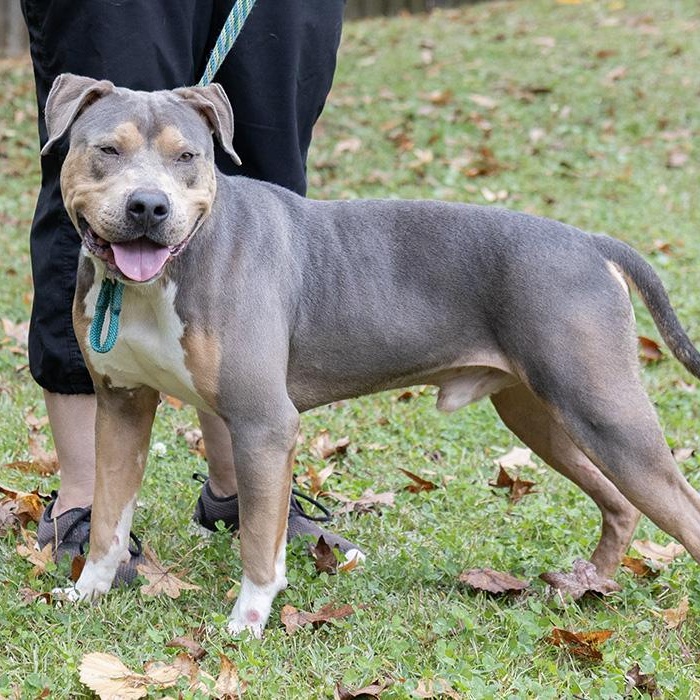 Enlarge Frank, a Adoptable Pit Bull Terrier in Slidell, LA image 3/3