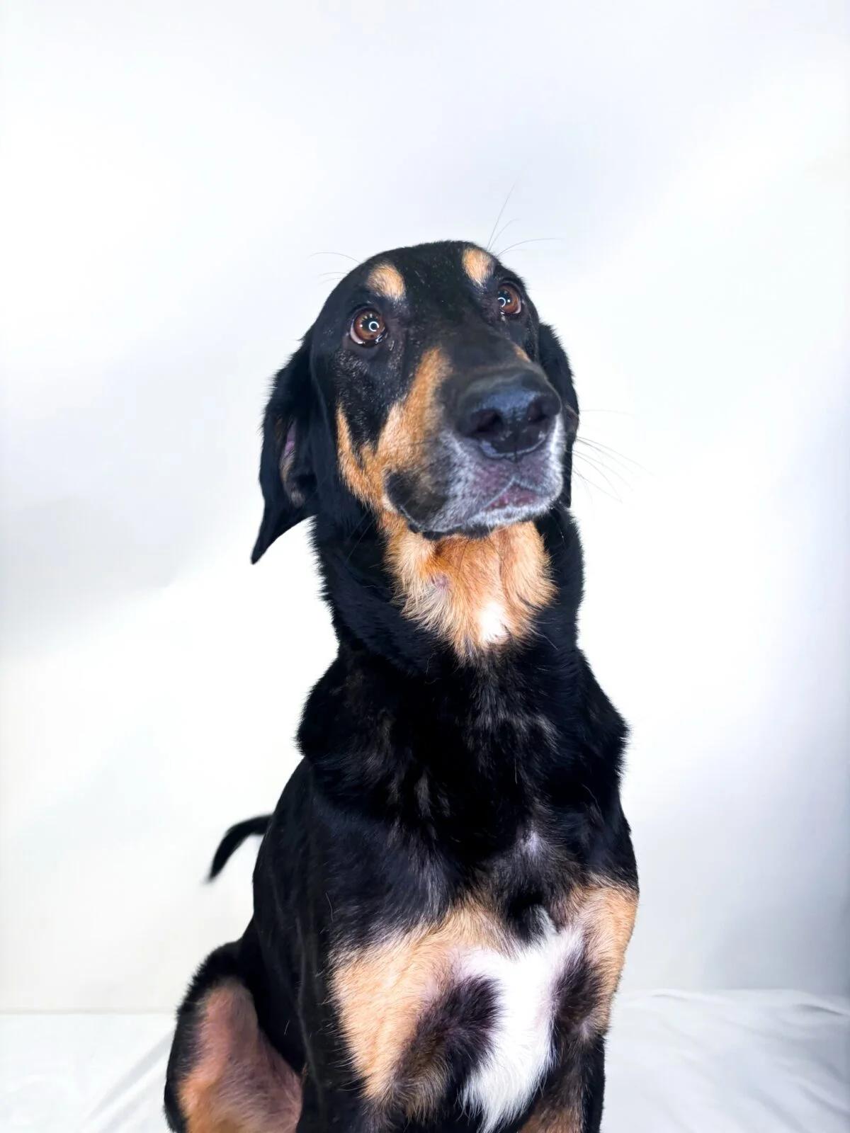 Porter