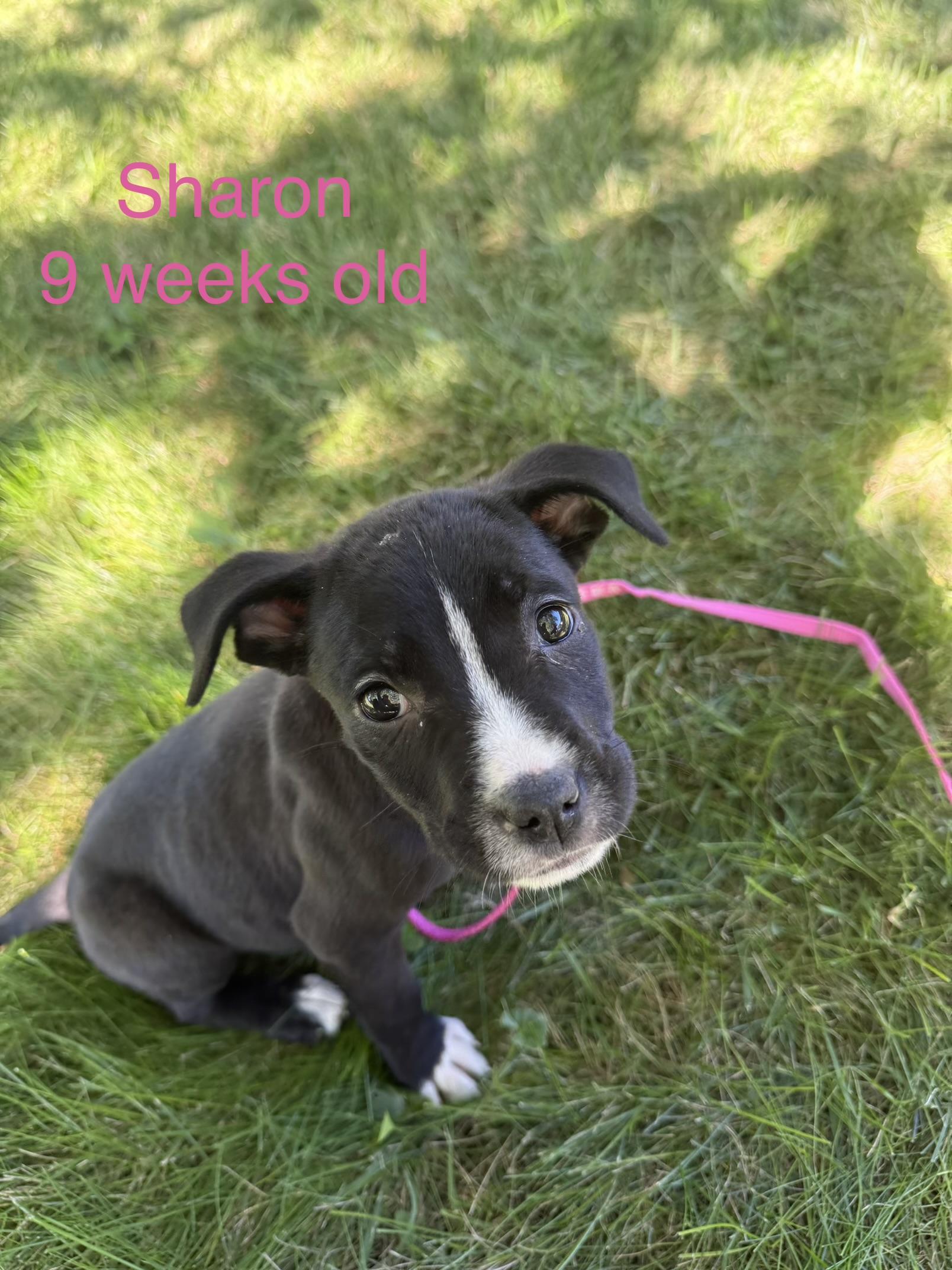 Sharon, Adoptable, Puppy Female Mixed Breed.