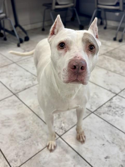 PRINCESS, Adoptable, Adult Female Staffordshire Bull Terrier & Mixed Breed.