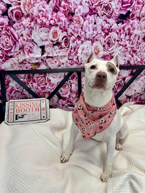 Enlarge PRINCESS, a Adoptable mixed breed in Kalamazoo, MI image 1/1