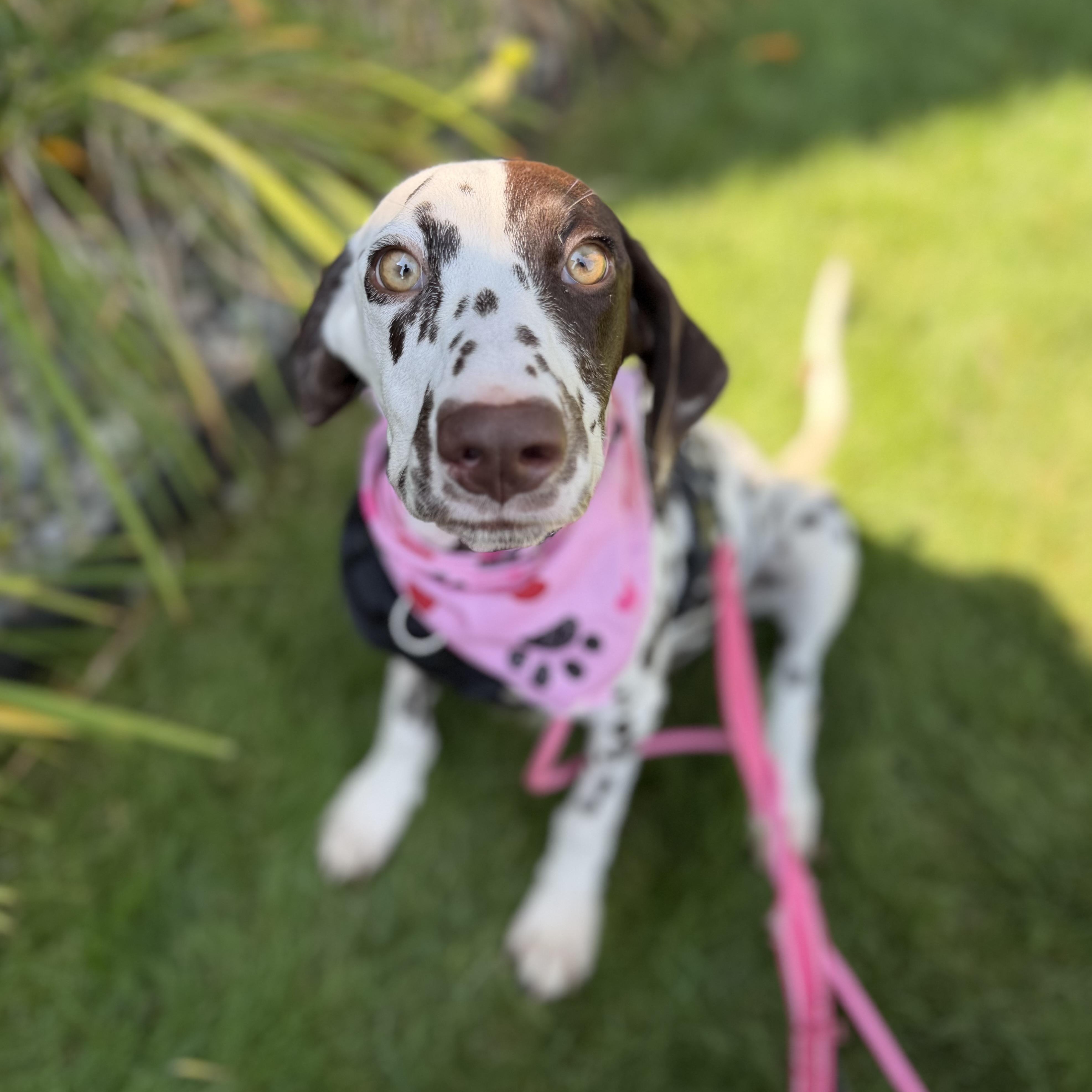 Penny photo