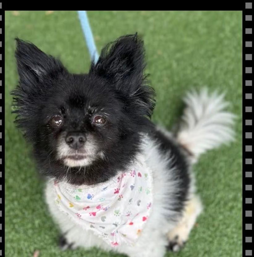 Torrie, a ADOPTABLE mixed breed in Woodstock, GA image 3/3