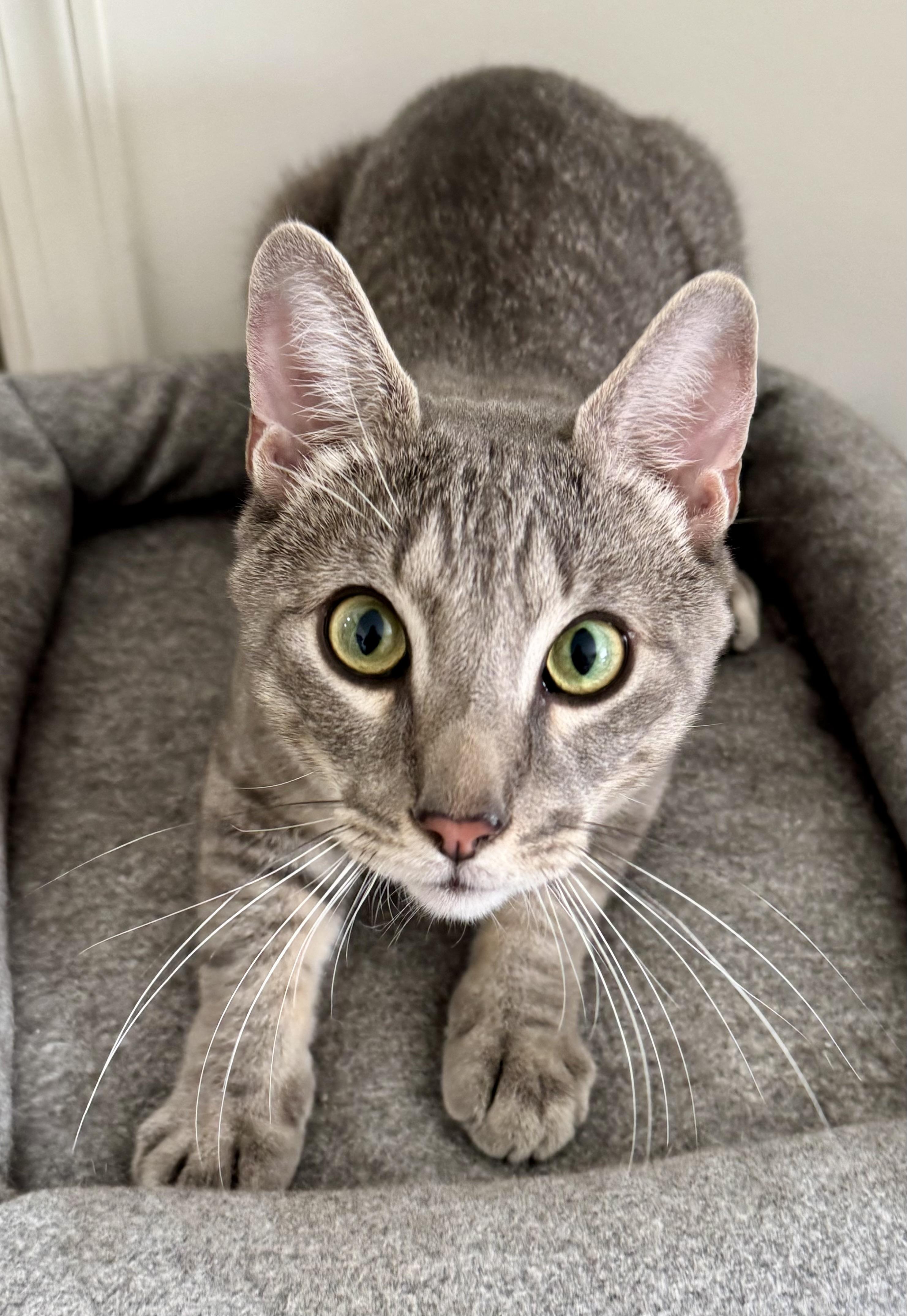 Rocky, a Adoptable mixed breed in Red Bank, NJ image 2/4